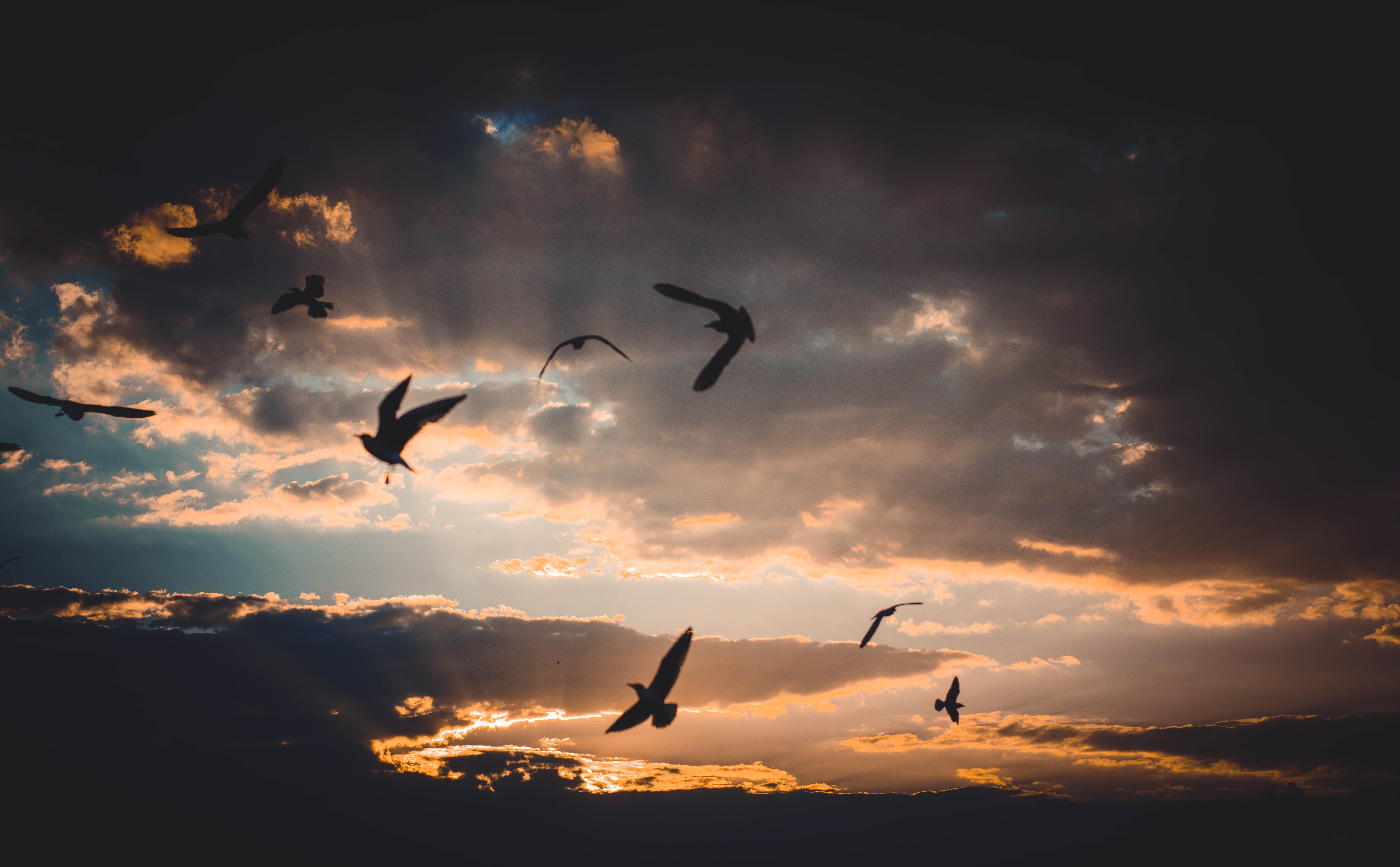 backlit, sunrays, sky, dark, no people, 5K, animal wildlife, flying, wings, animal, freedom, nature, dusk, outdoors, vertebrate, flock of birds, animal themes, HD Wallpaper