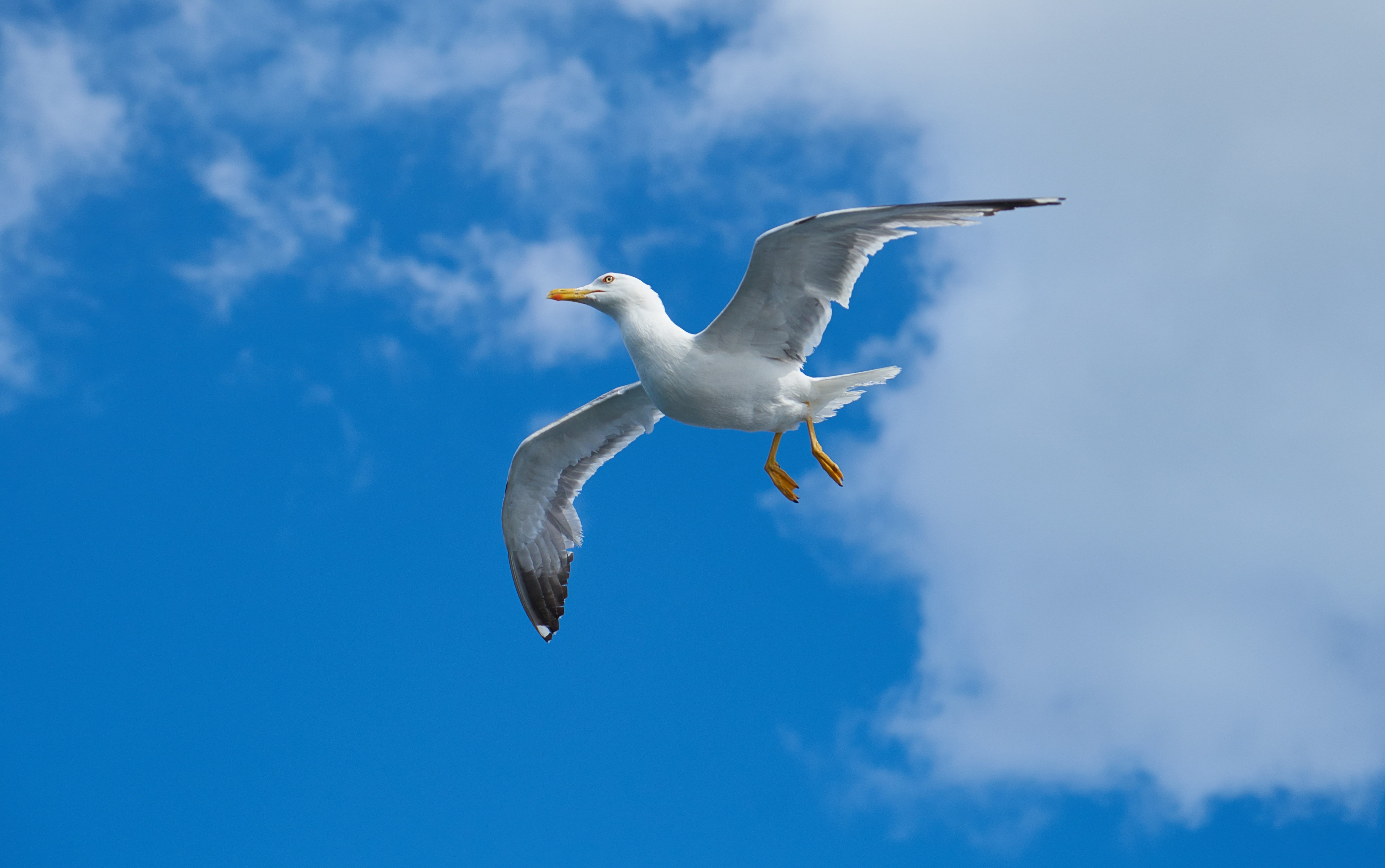 istanbul, freedom, turkey, loves nature, birds, fly, motion, sky, vertebrate, landscape, low angle view, white, to migrate, dom, summer, day, mid-air, gulls, HD Wallpaper