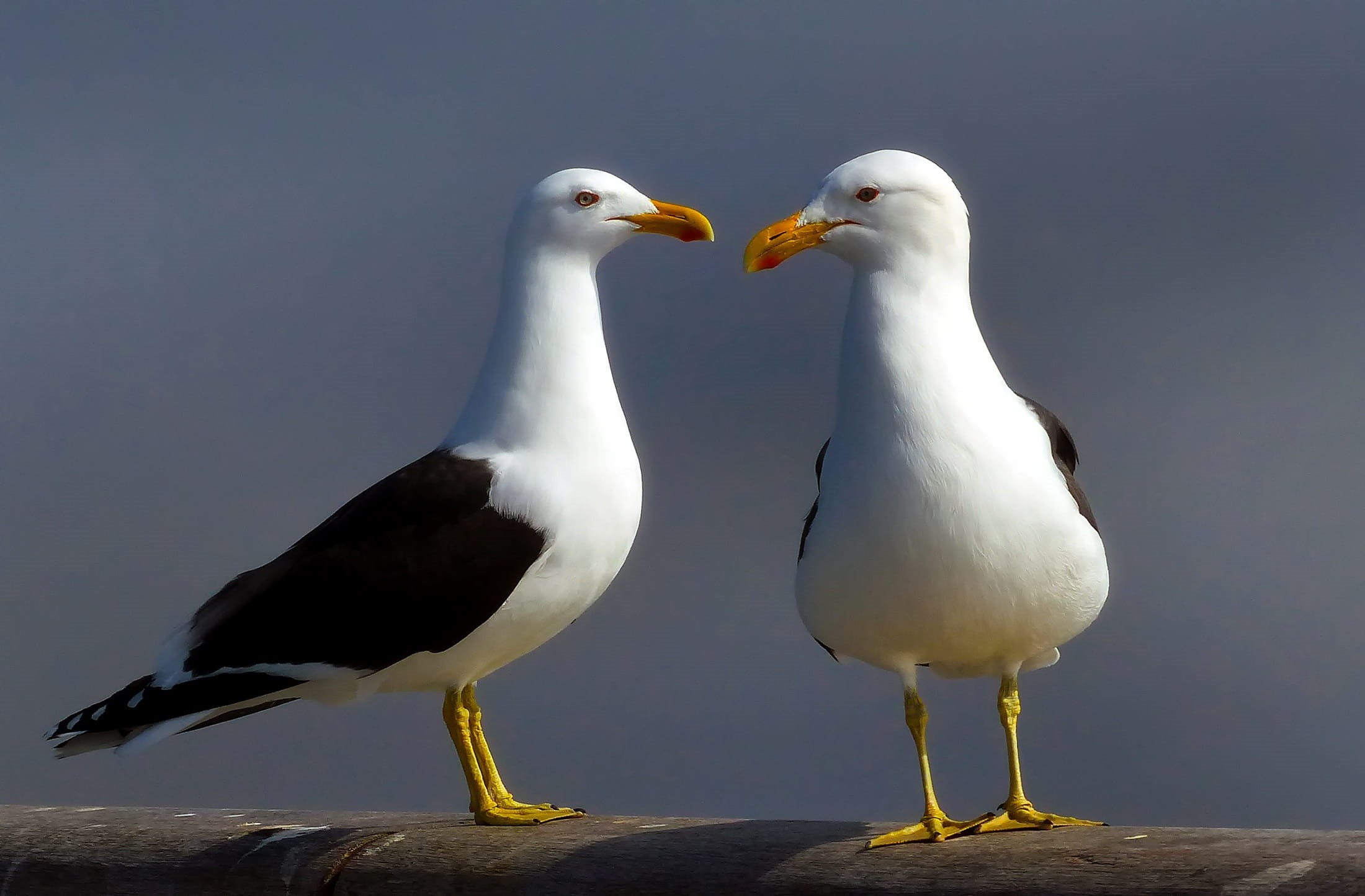 pair, standing, two animals, two, mouth open, bird, group of animals, no People, animal themes, birds, full length, wildlife, hdr, concrete, perching, animal wildlife, HD Wallpaper