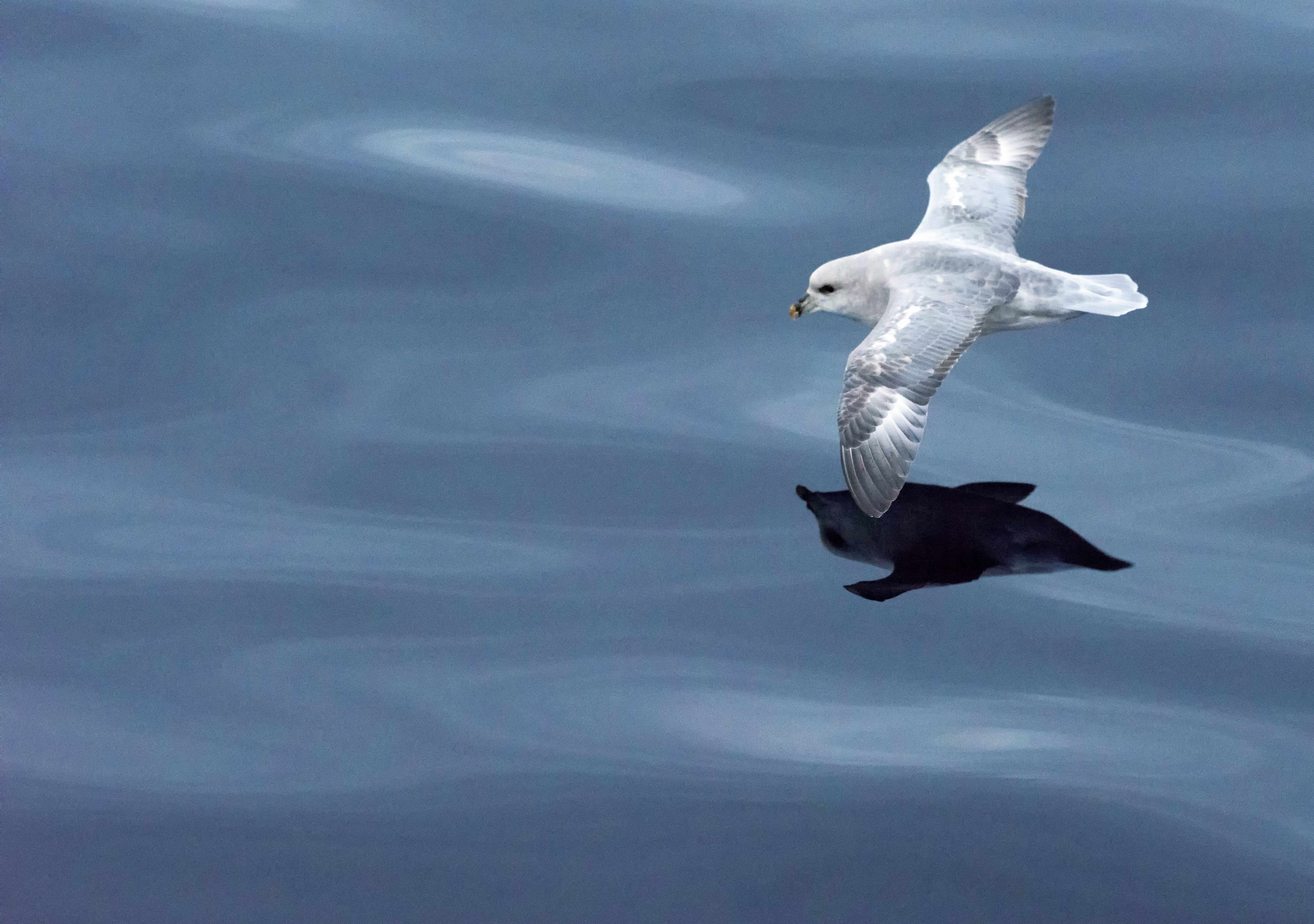 wildlife, 5K, nature, reindeer, sea Bird, sea, sky, leica, birds, animal, Svalbard, seagull, flying, untitled, wildeye, animal Wing, blue, bird, icebergs, HD Wallpaper