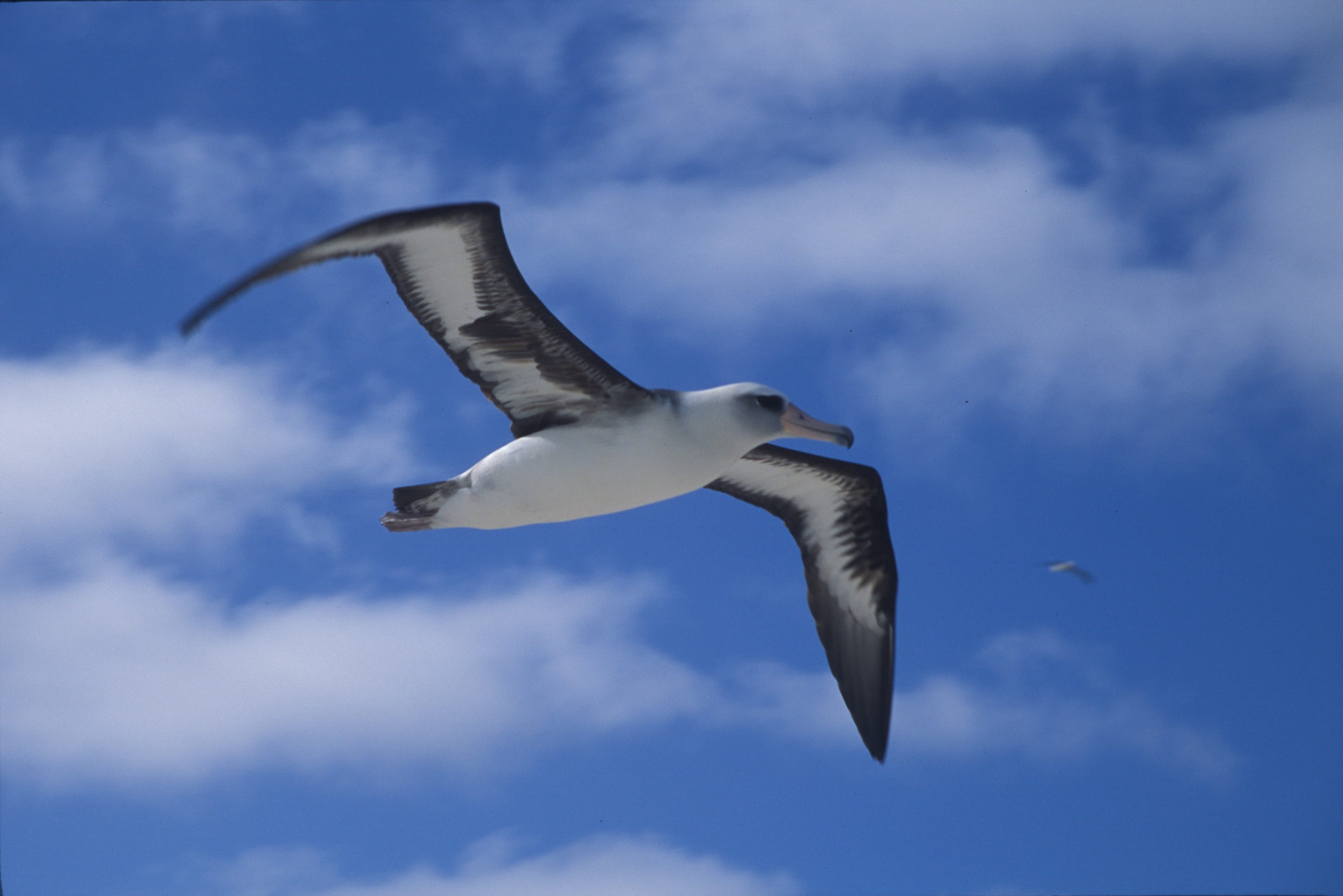 single object, blue, outdoors, clouds, mid-air, flying, phoebastria immutabilis, animals in the wild, 2K, hawaii, Bird, flight, nature, cloud - sky, one animal, HD Wallpaper