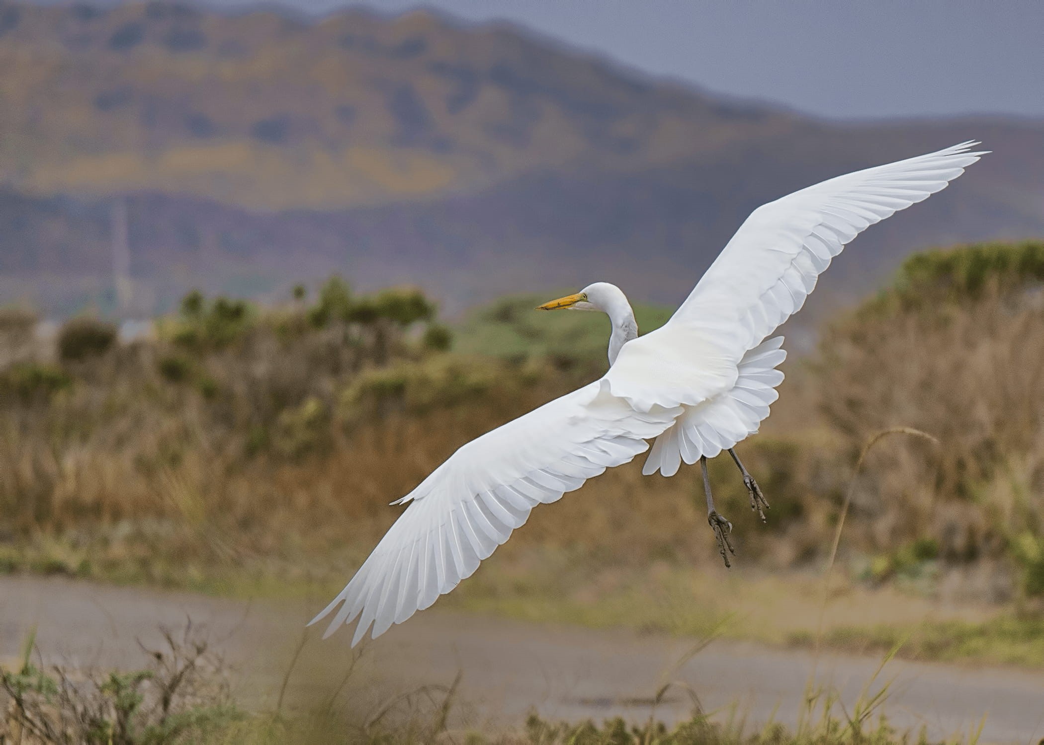 no people, egret, feather, white color, sky, day, animal body part, animal themes, heron, green, animals In The Wild, animal wildlife, animal Wing, outdoors, HD Wallpaper