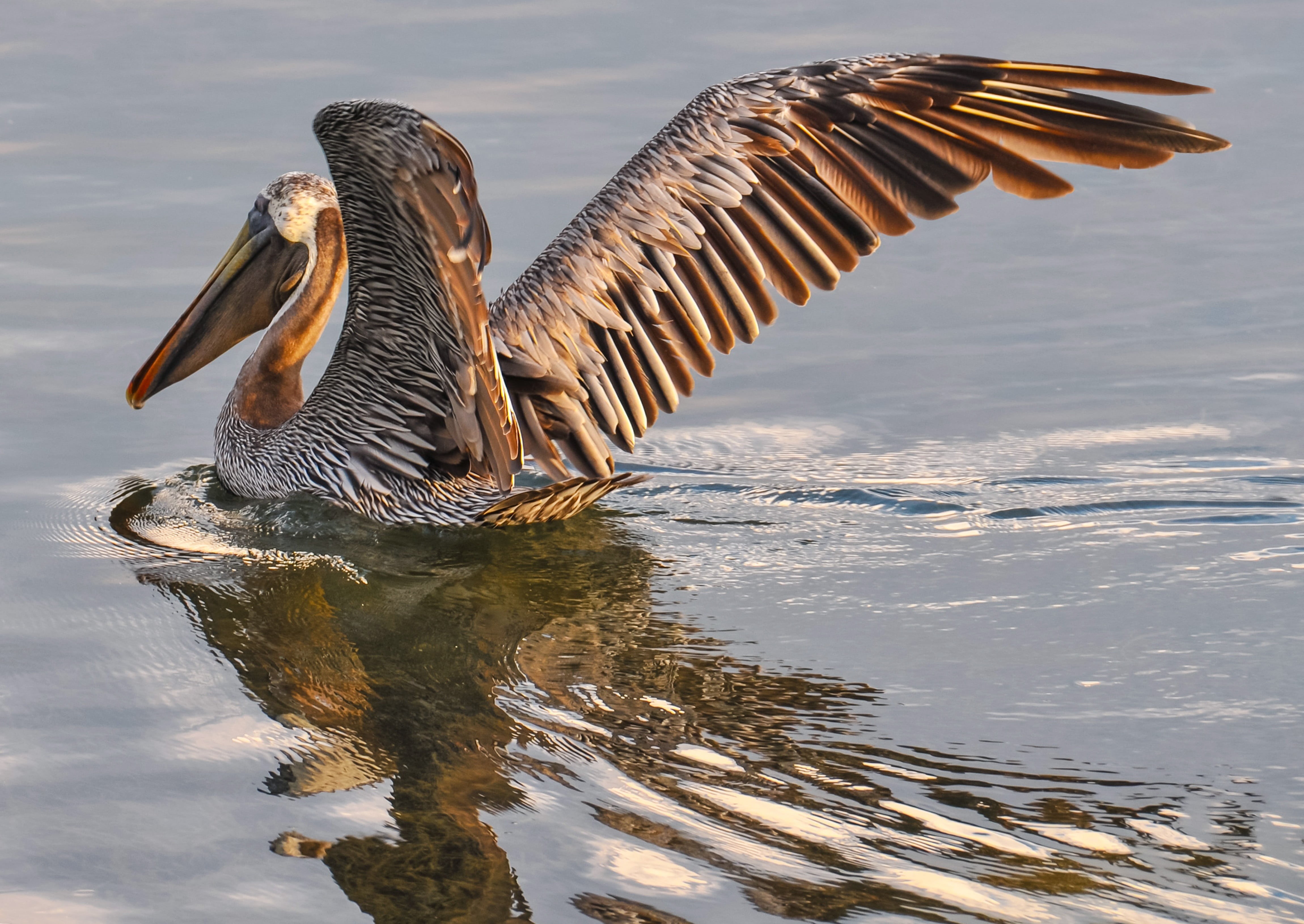 water bird, body, group of animals, no people, lake, day, feather, spread wings, daytime, one animal, beauty in nature, 4K, outdoor, coast, vertebrate, HD Wallpaper