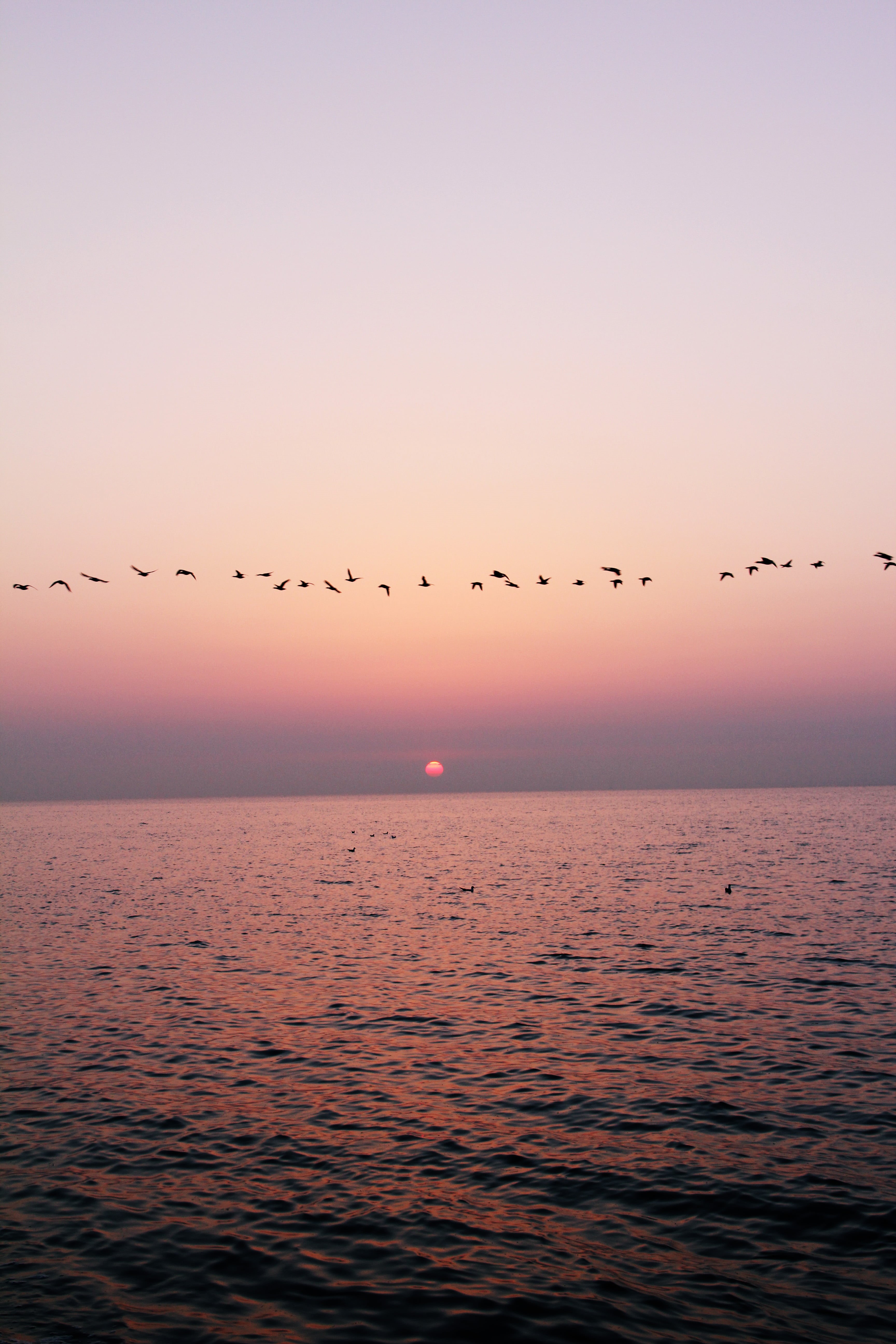 group Of Animals, wildlife, flying, sea, Tag, sunset, flock, sunset  sundown, seagull, sky, 5K, water, nature, animal, ocean, dusk, flock Of Birds, bird, Phone HD Wallpaper