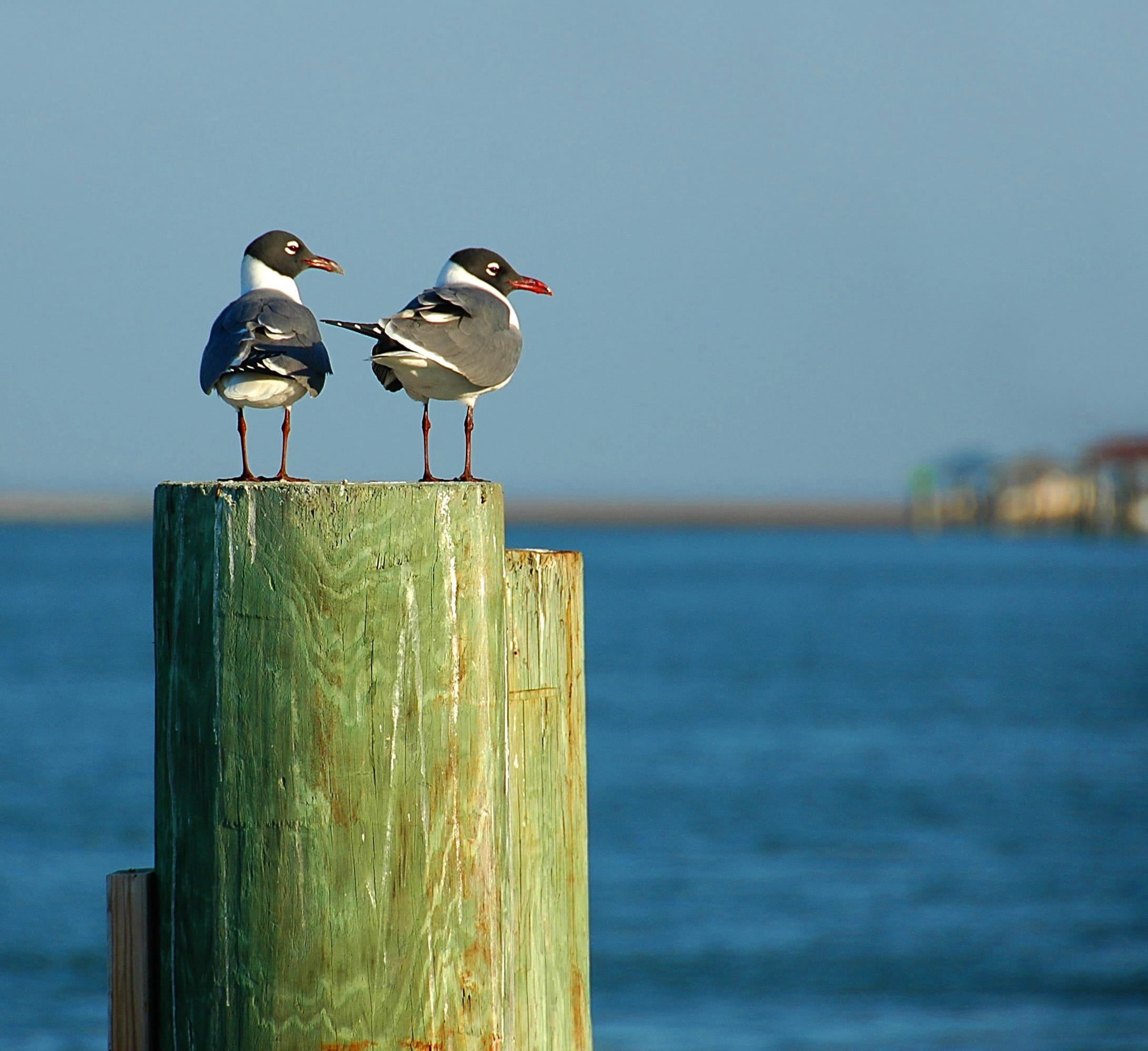 plumage, fauna, animal wildlife, animal themes, florida, waterbird, wooden post, gray, avian, wildlife, wing, 1080P, sky, post, white, focus on foreground, HD Wallpaper