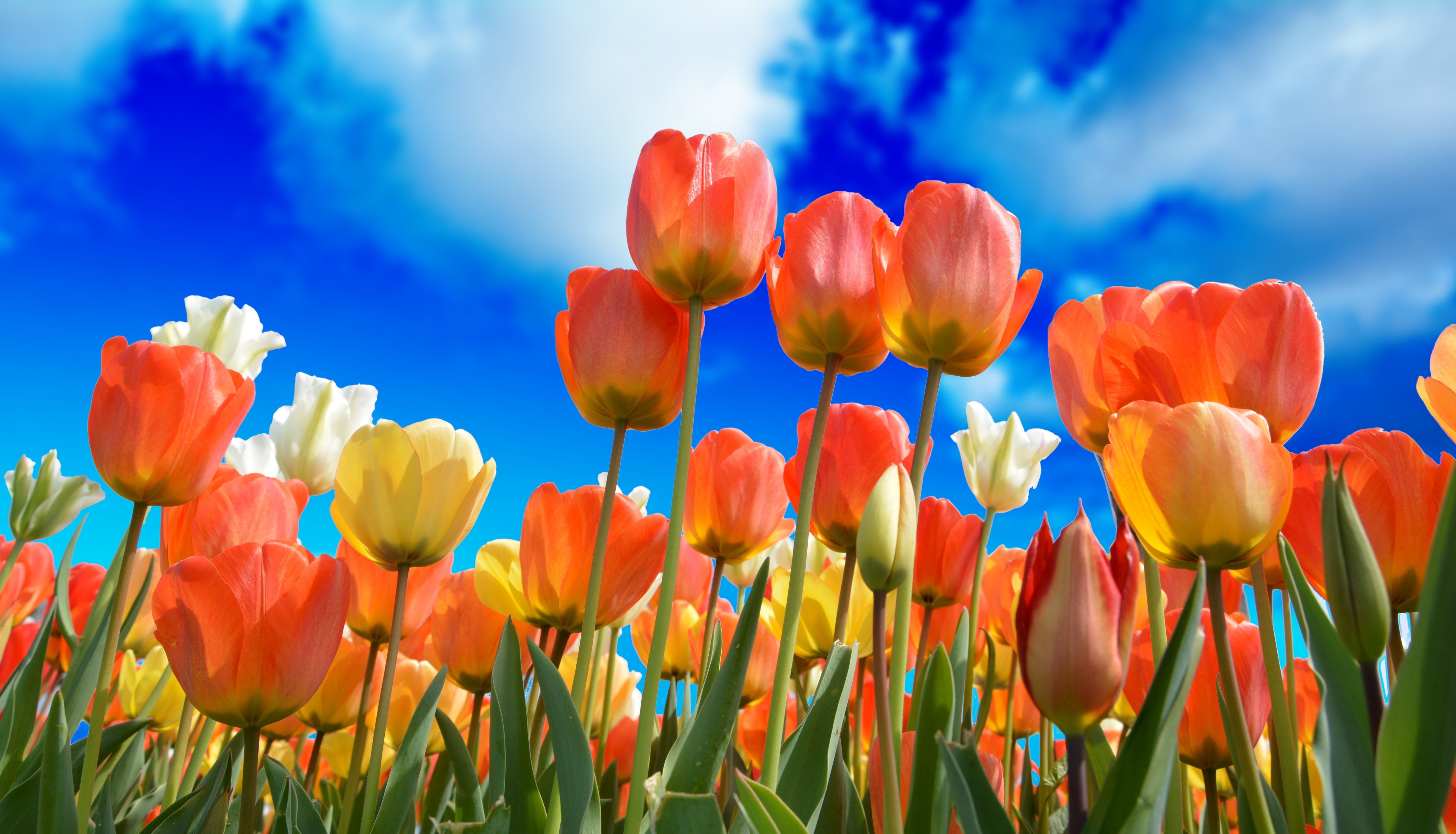 5K, photo, orange, spring, pink, season, foliage plant, tulip, daytime, garden, macro, yellow, nature, red, park, vulnerability, detail, pastel, vivid color, HD Wallpaper