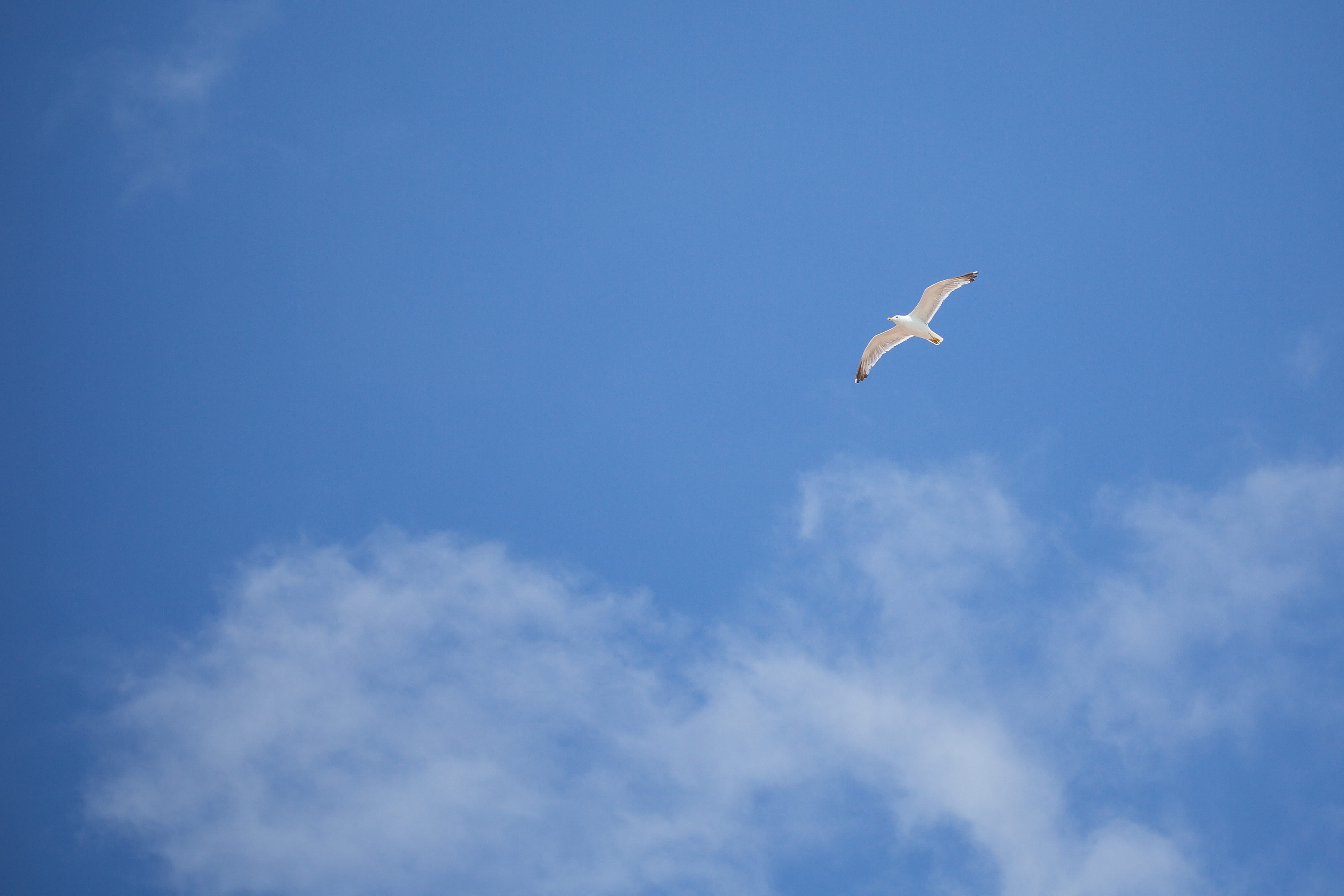 one animal, environment, summer, bird, mid-air, outdoors, animal Wing, minimal, animal themes, animal body part, blue, Free as a Bird, cloud - Sky, freedom, HD Wallpaper