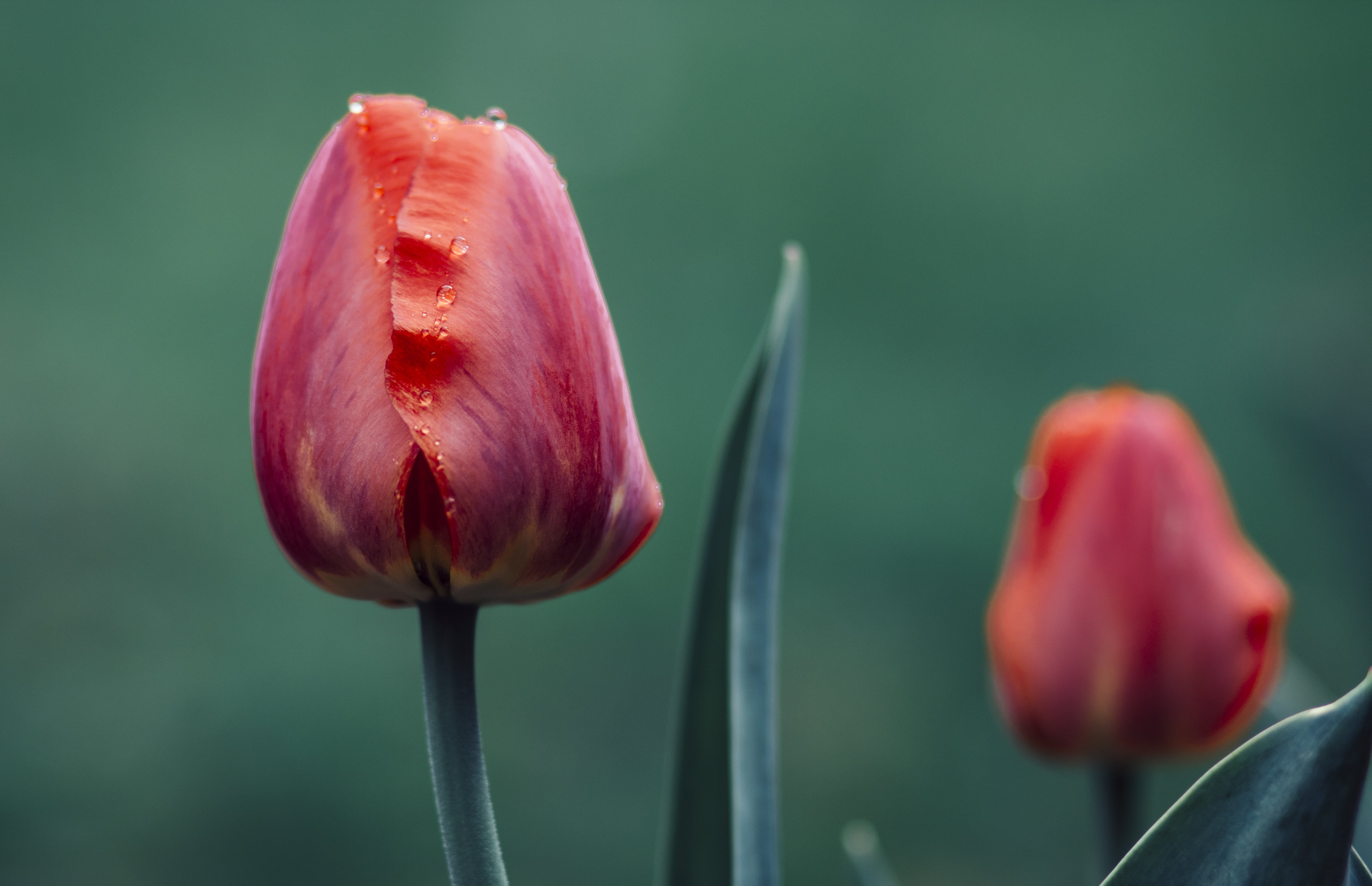 flower, plant, season, tulip, outdoors, springtime, pink Color, focus, petal, 5K, Nature, selective focus, flower Head, bloomed, pink, selective, beauty In Nature, HD Wallpaper