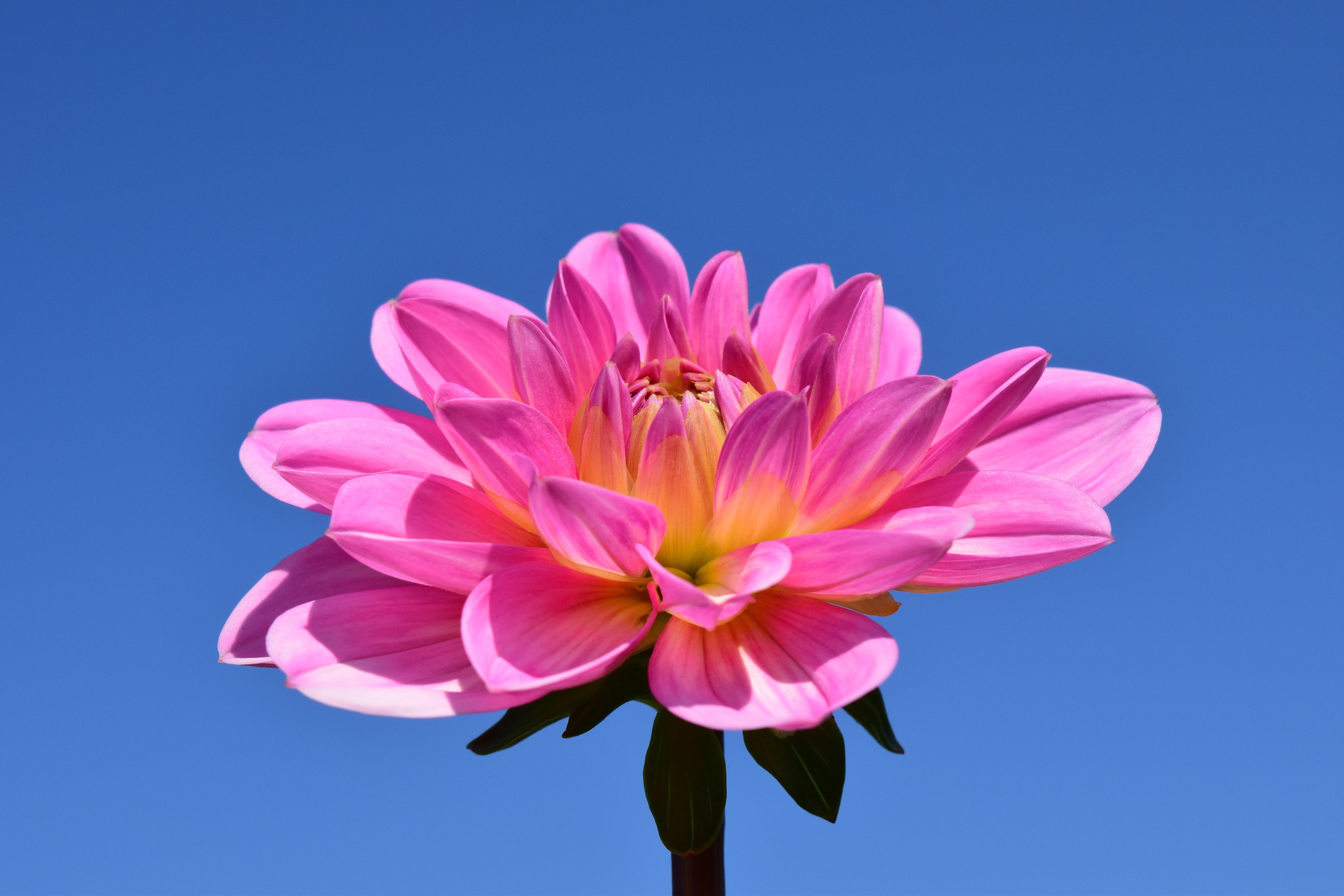 clear sky, close, pink, freshness, plant, bloom, map, no people, beauty in nature, beautiful, petal, postcard, yellow, 5K, blue, greeting card, pollen, HD Wallpaper