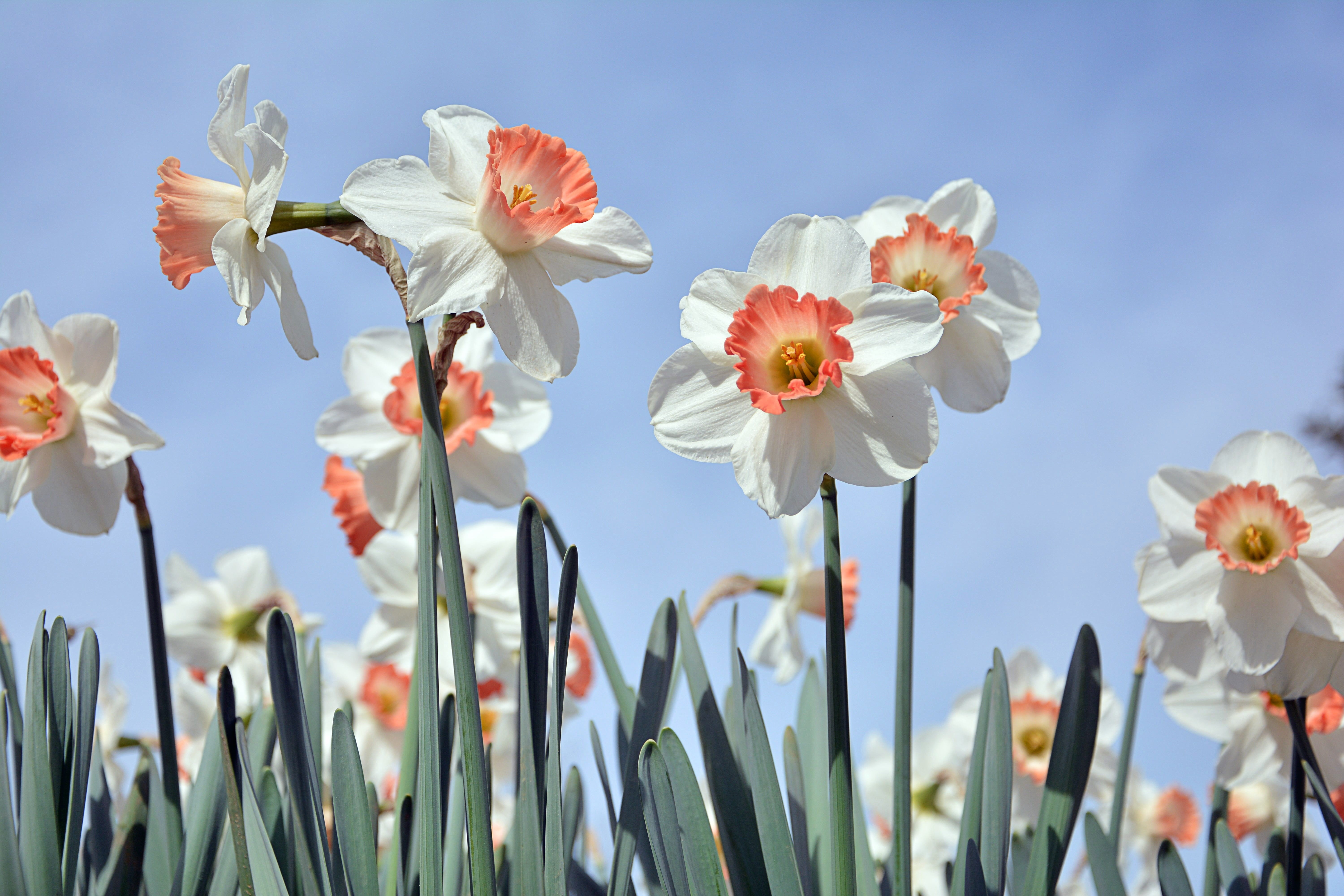 beauty in nature, summer, daffodil, color image, live, current season, beauty, flower head, outdoors, detail, orange, green, flower, foliage plant, nature, HD Wallpaper