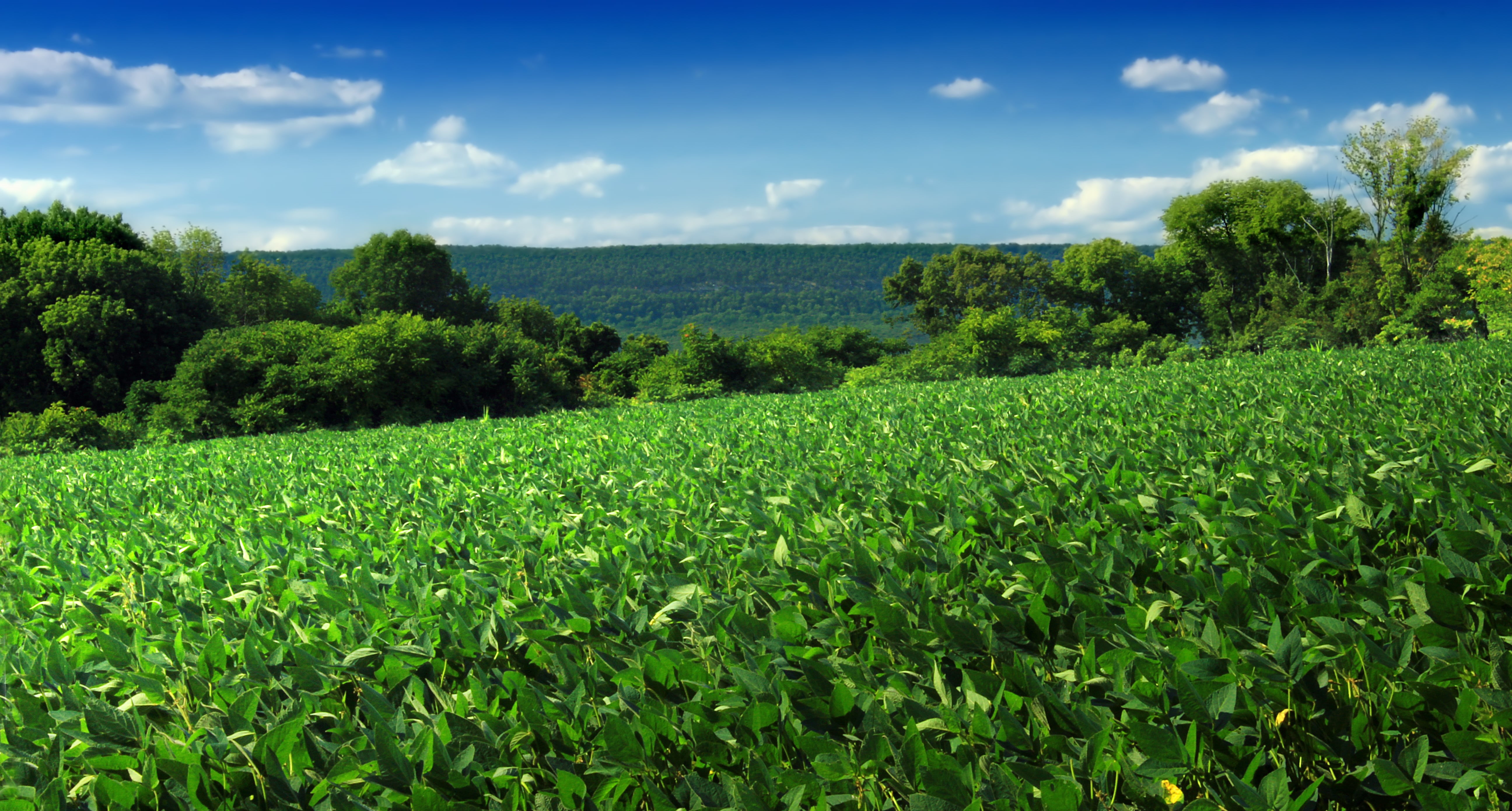 Knowlton Township, Kittatinny Mountain, blue, Columbia, blue sky, trees, landscape, Warren County, Wildlife Management Area, sky, New Jersey, hills, rural Scene, HD Wallpaper