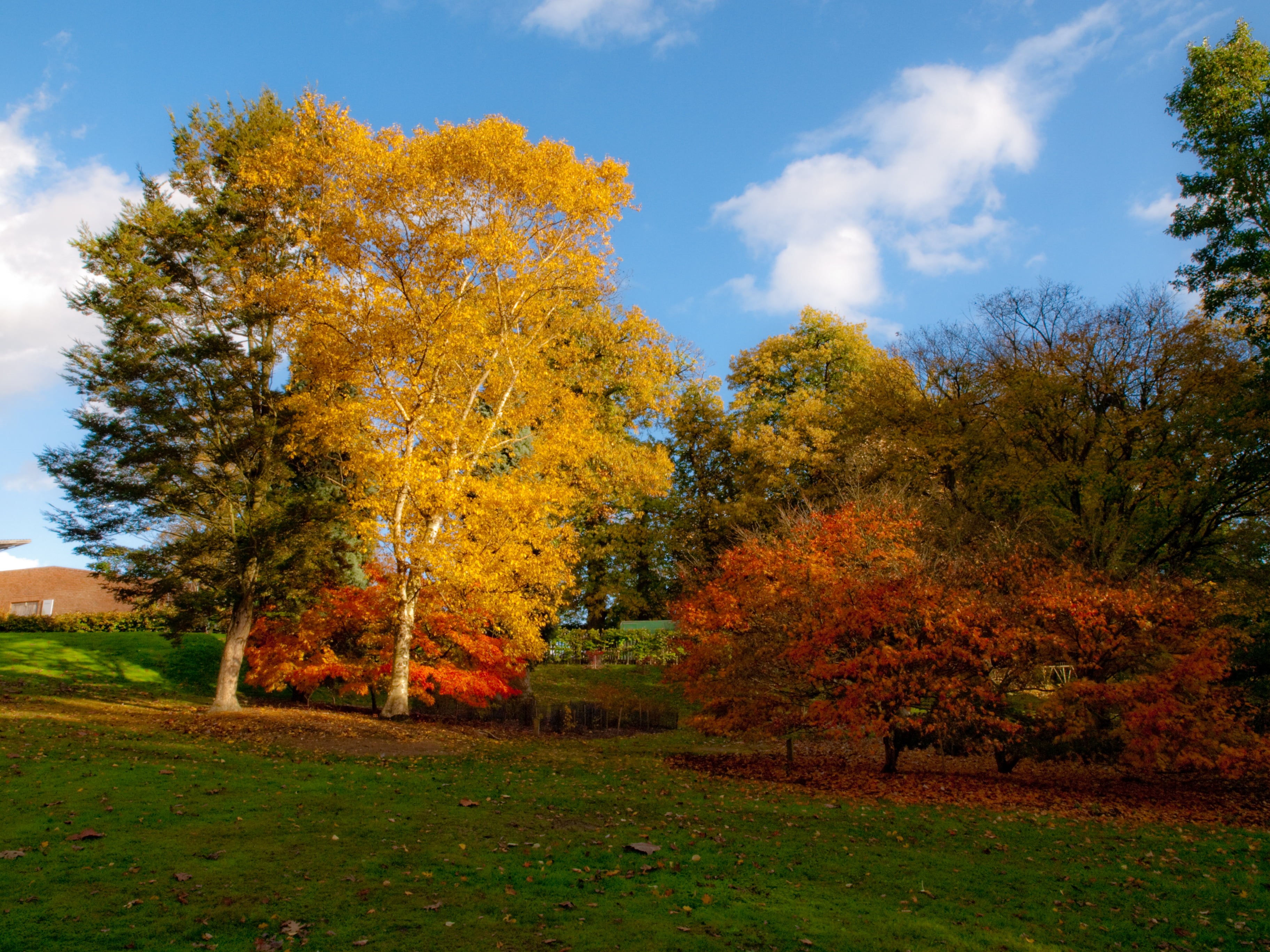 Autumn Leaves, autumn, Olympus, blue, green  leaves, Windsor Great Park, outdoors, forest, trees, yellow, beauty In Nature, event, nature, leaf, digital-camera, HD Wallpaper