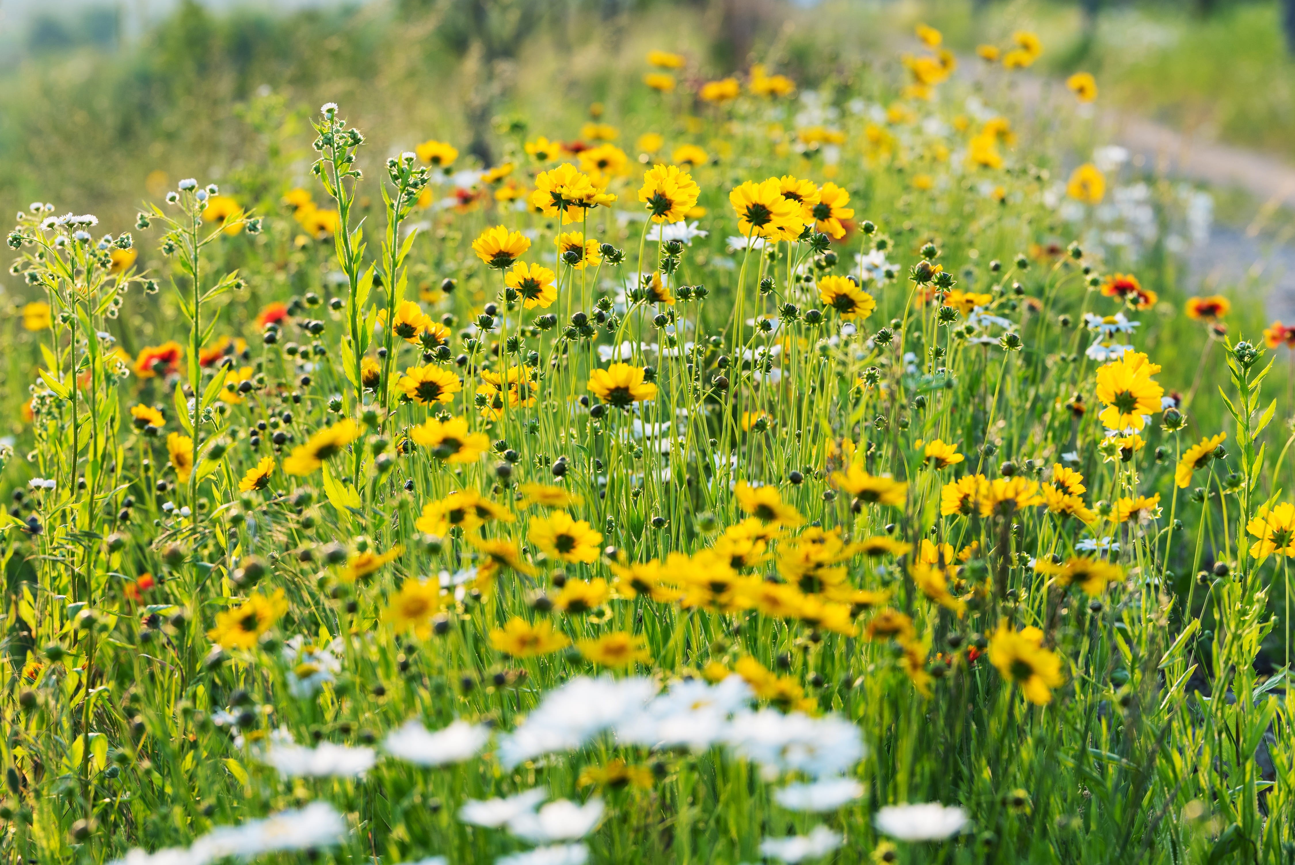 bird park, republic of korea, han river, springtime, state of the union, flower, growth, flowers, driving diversity, fragility, flowerbed, environment, HD Wallpaper