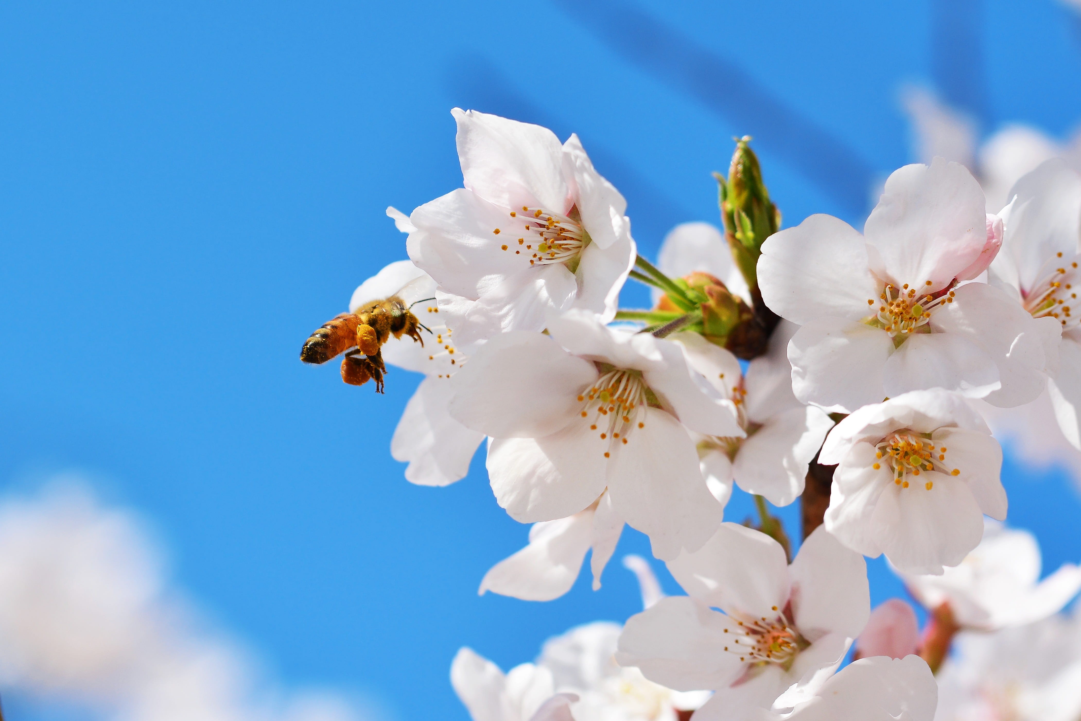 cherry tree, flowers and bees, no people, growth, plant, petal, beauty in nature, springtime, flower tree, and, pollination, fragility, wood, the same object tracking, HD Wallpaper