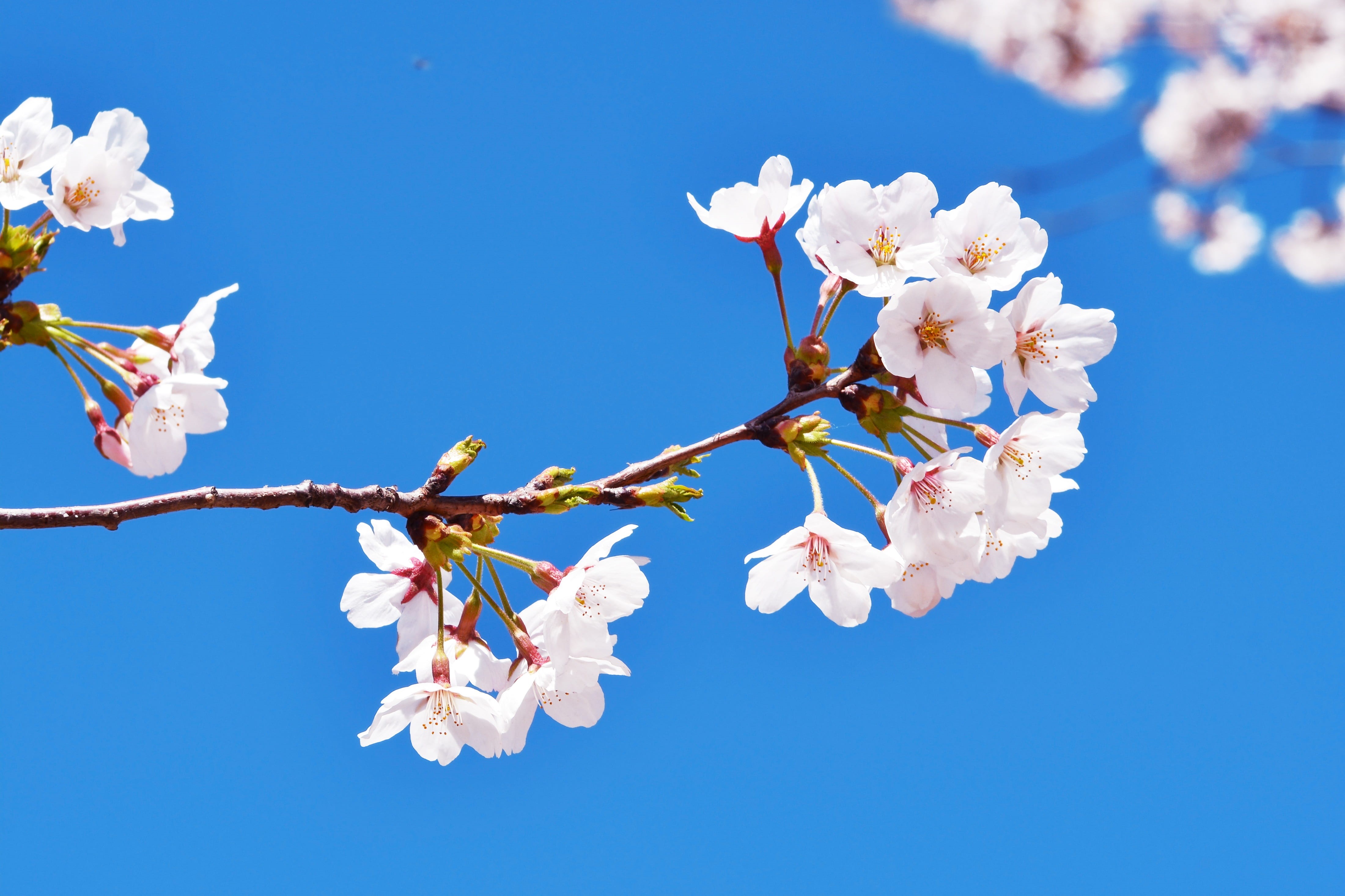 plant, white color, cherry blossom, the same object tracking, worker bees, affix, spring flowers, branch, harvest, tree, flower arrangement, blossoms, feeding, HD Wallpaper