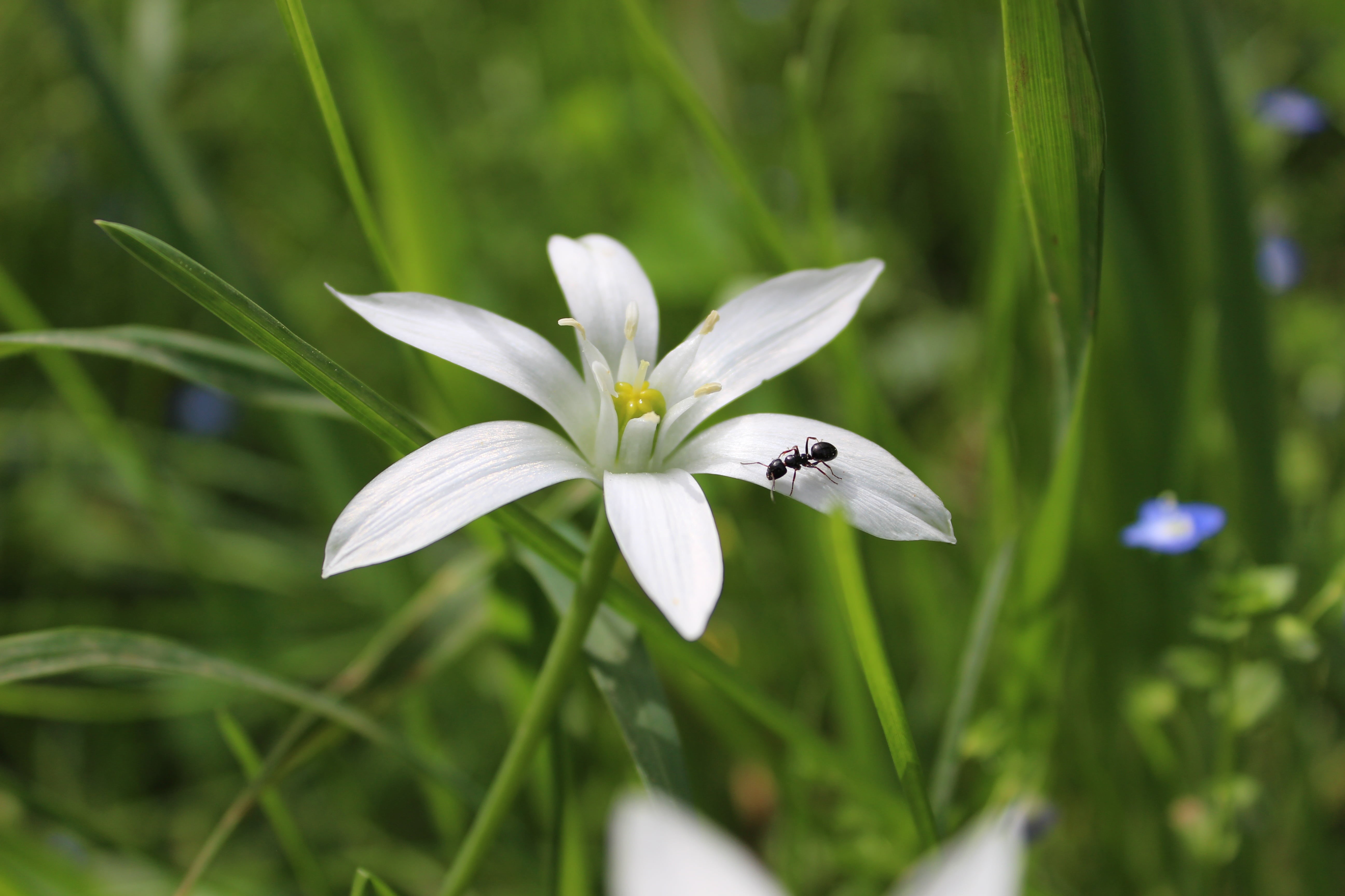 ant, white color, flower head, star, animals in the wild, lights, pollination, marguerite, flowering plant, jacaranda blossoms, vulnerability, fragility, HD Wallpaper