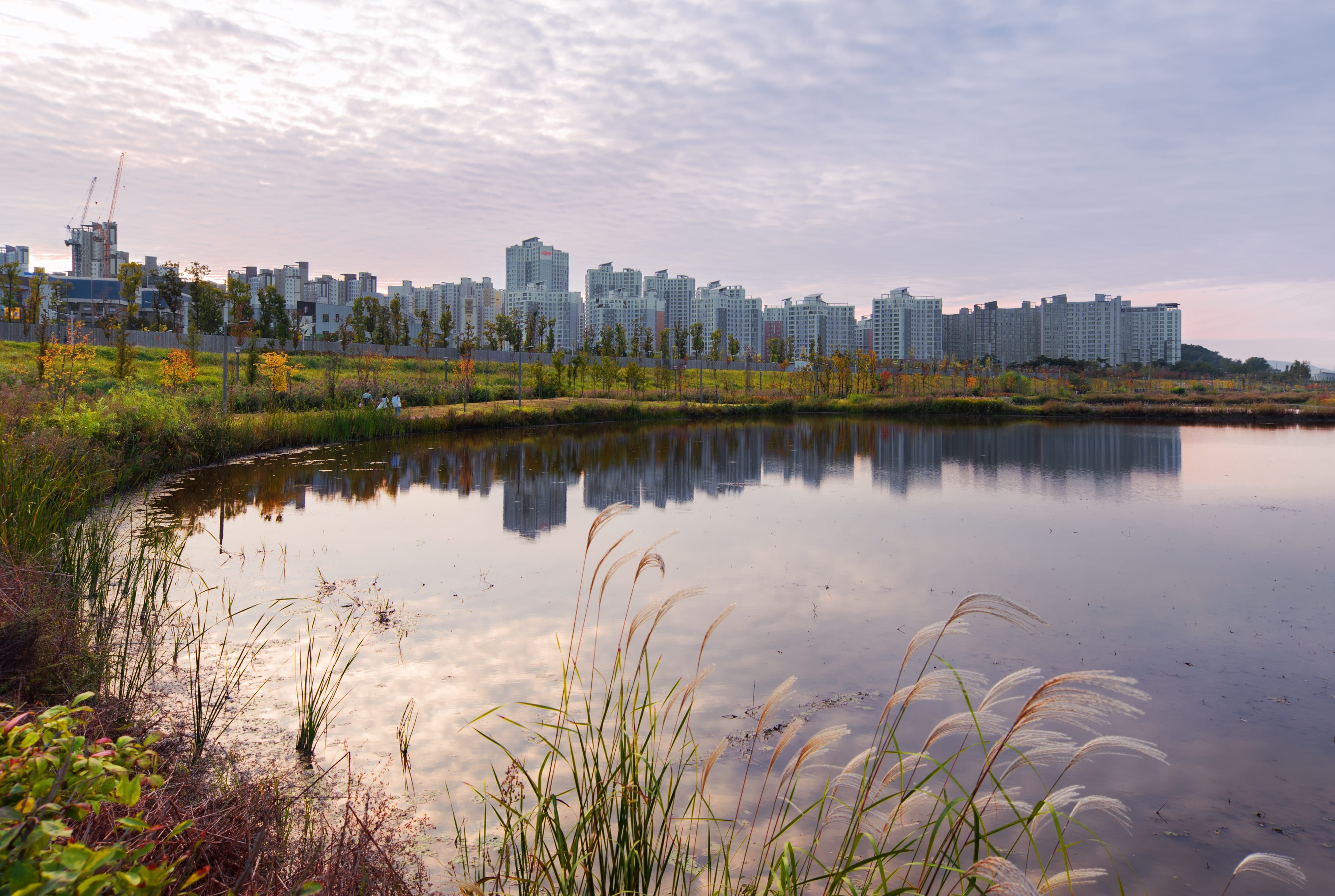 flowers, nature, water, clean, han river, buildings, background defocus, landscape, apartments, driving diversity, sky, cityscape, daytime, tree, gyeonggi do, HD Wallpaper