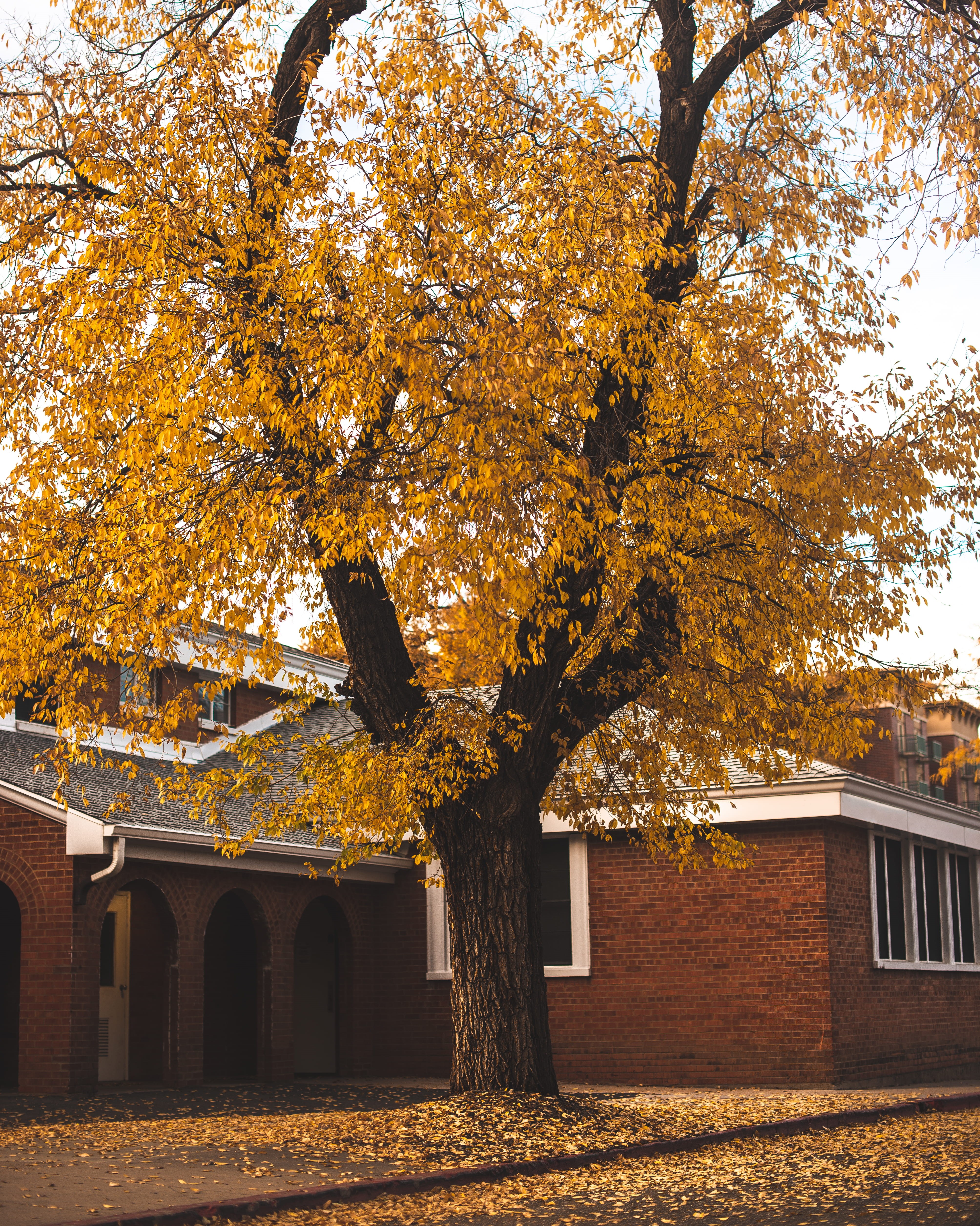 building, nature, maple, plant part, tree, autumn, yellow, growth, coupe, walkway, outdoors, plant, day, asphalt, architecture, united states, sports car, Phone HD Wallpaper