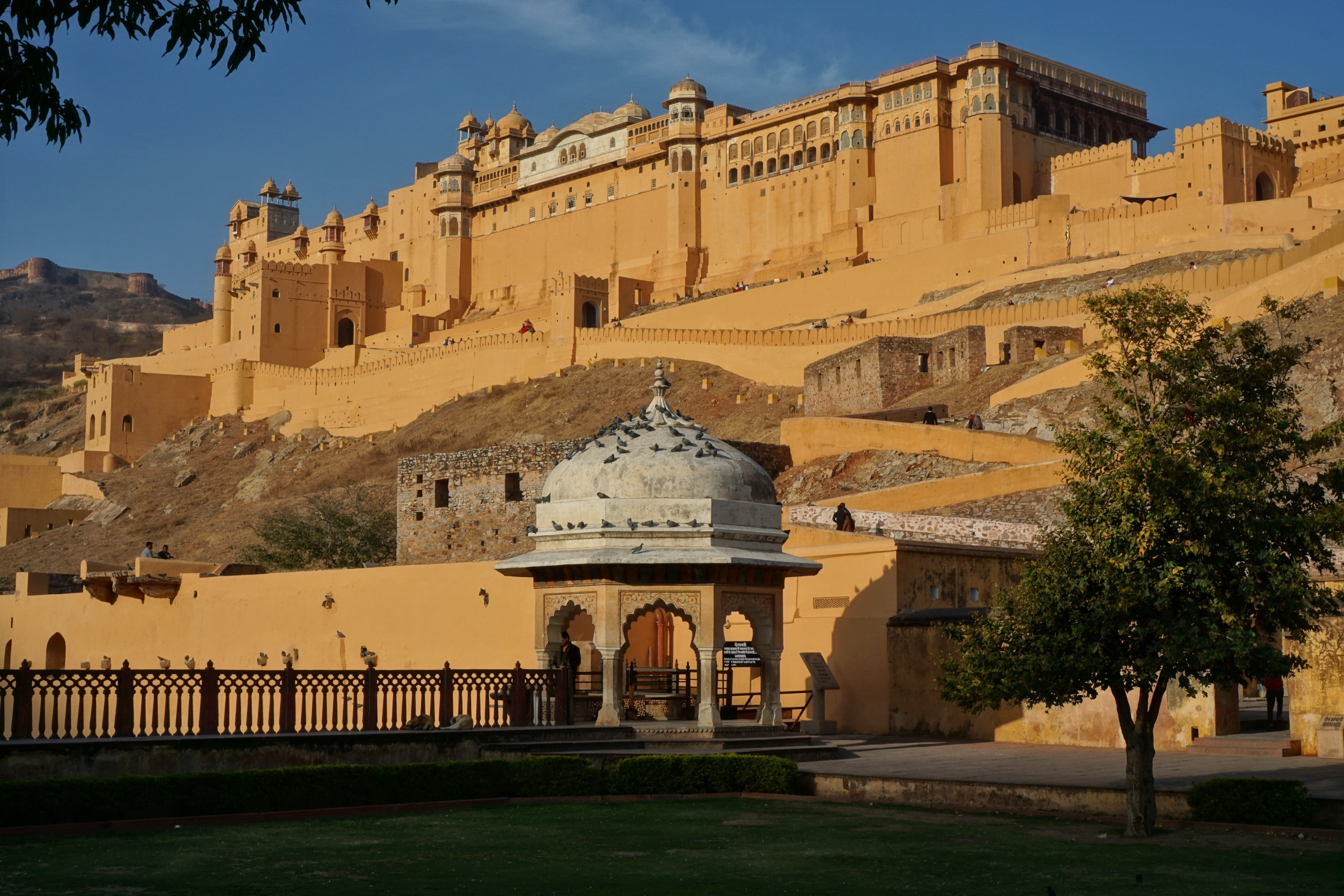 architecture, travel destinations, tree, archaeology, day, city, nature, built structure, building exterior, history, sunlight, jaipur, india, sky, ruined, HD Wallpaper