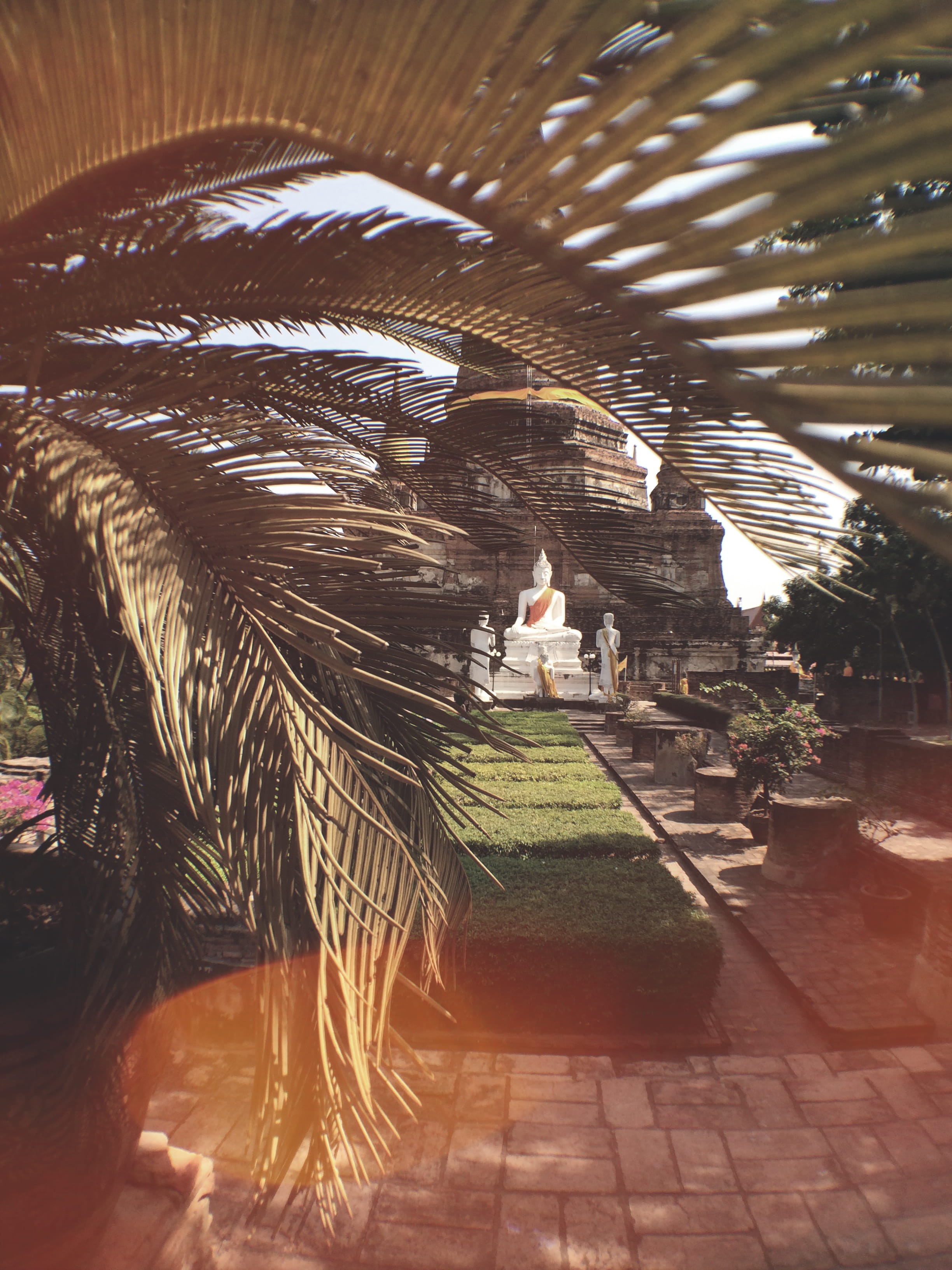 palm, explore more, walking, gold, outdoors, day, ayutthaya, plant, 2K, standing, world travel, thailand, ancient, rear view, real people, phra nakhon si ayutthaya, Phone HD Wallpaper