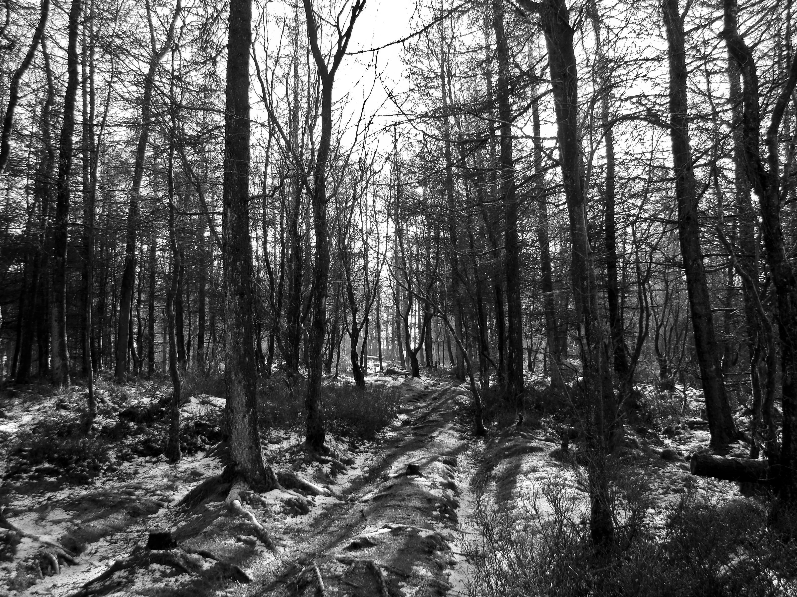 moody, nature, scenics, b w, shadows, day, tranquility, plant, walking, 2K, wanderlust, winter, explore, growth, tranquil scene, no people, eerie, non-urban scene, HD Wallpaper