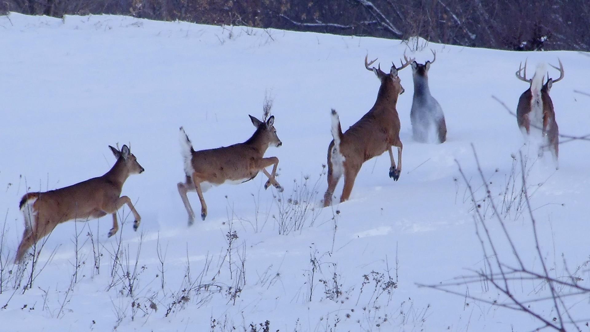 bucks, herd, 1080P, snow, fawn, wildlife, roam, animals, nature, HD Wallpaper