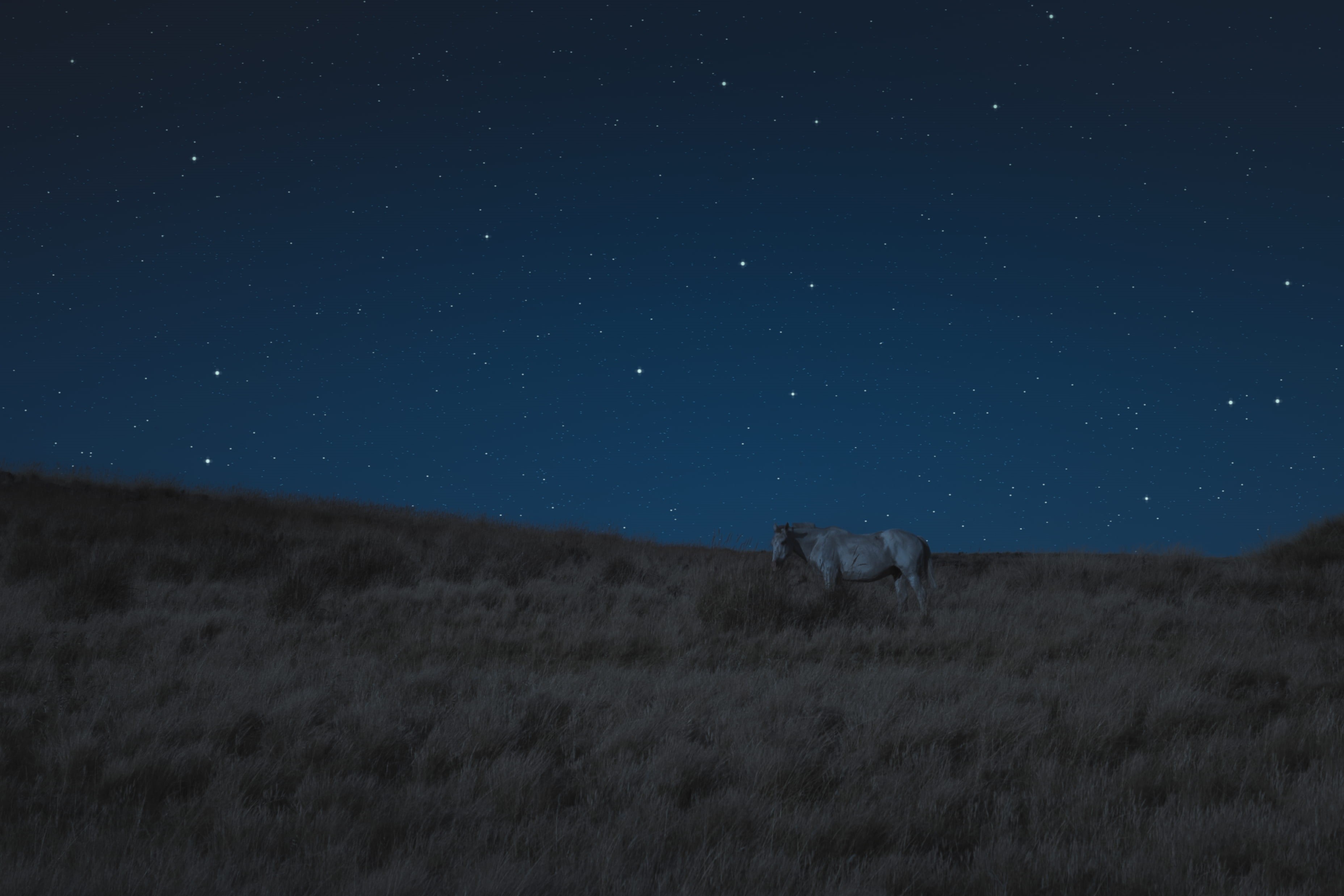 green, environment, wildlife, field, animal, stars, sky, wild, folk, horse, 2K, brown, star field, beauty in nature, space, astronomy, night, nighttime, HD Wallpaper