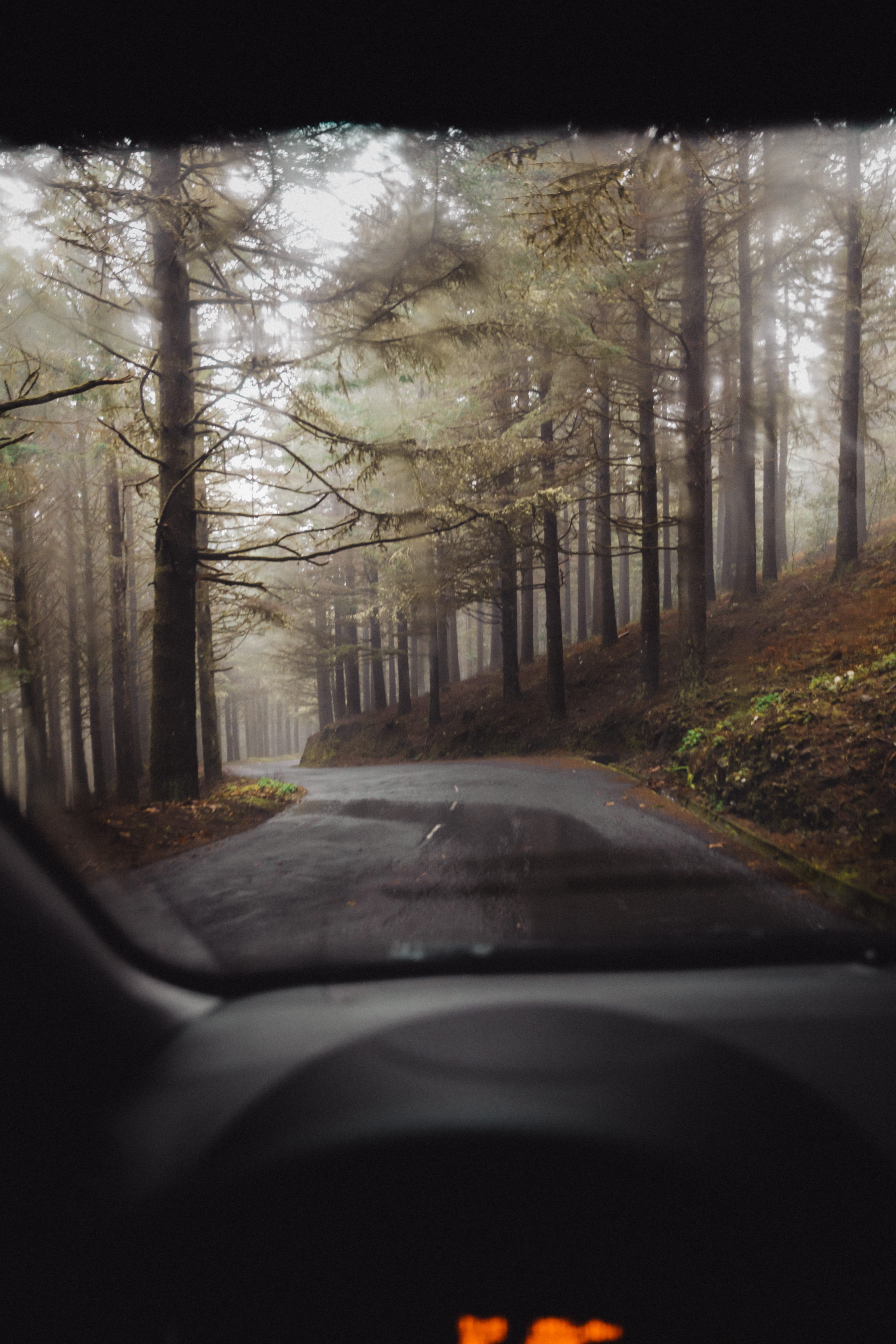 streets, road trip, surrounded, mode of transportation, car interior, the way forward, land vehicle, 5K, no people, fog, car, tree, transparent, vehicle interior, Phone HD Wallpaper