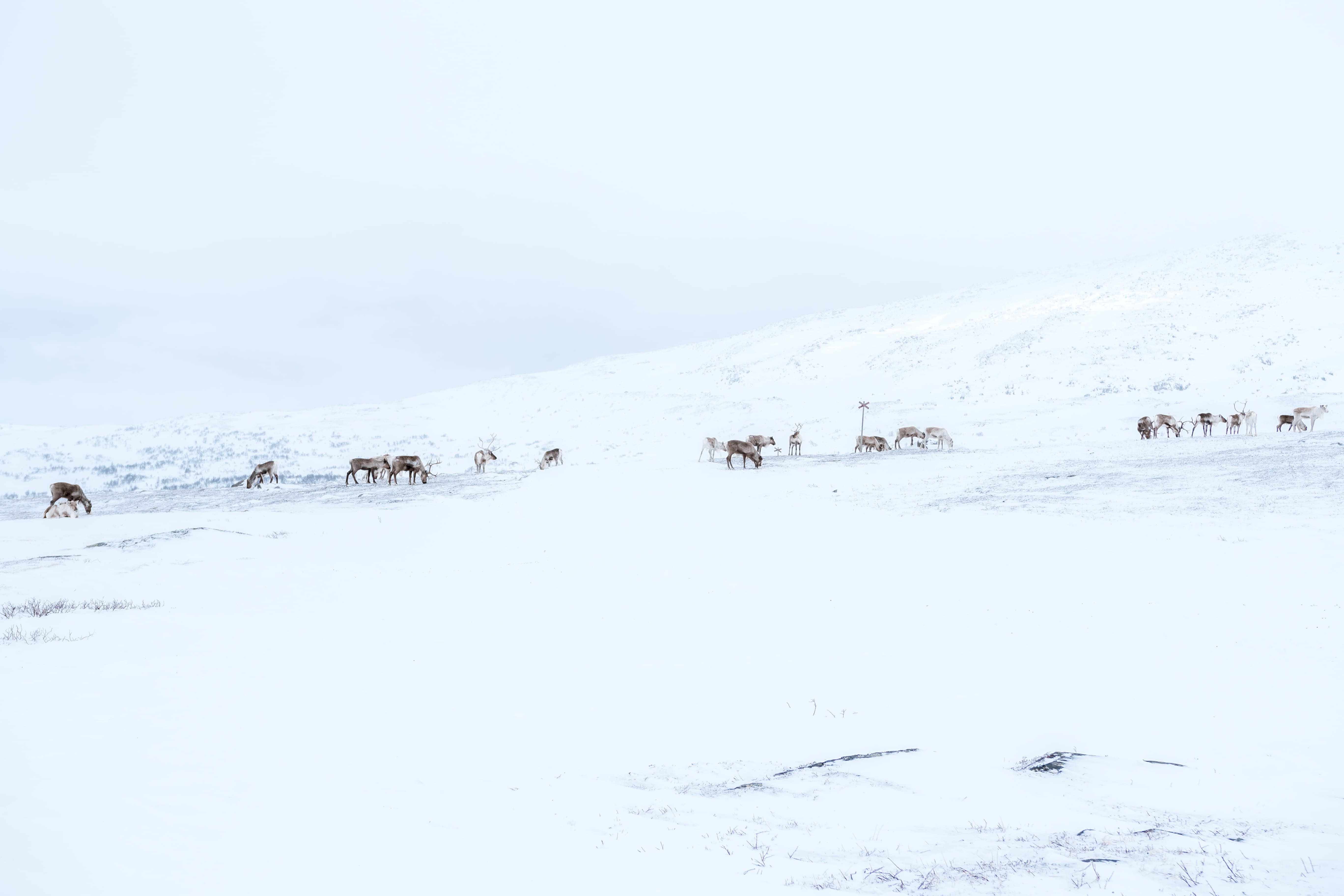 winter, nature, animals in the wild, non-urban scene, snowcapped mountain, white color, environment, roaming, landscape, land, water, scenics - nature, HD Wallpaper