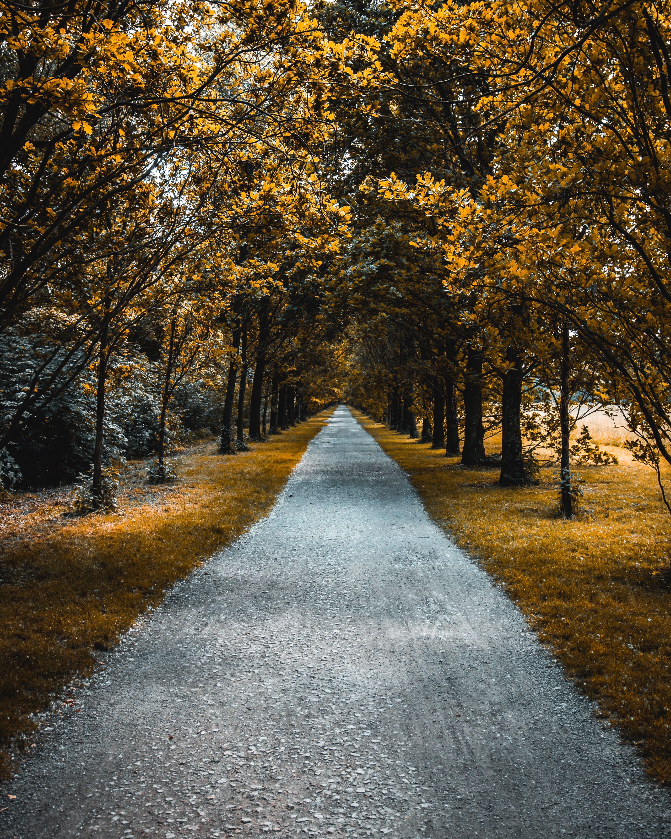 vibrant Color, forest, street, nature, fairfilter, summer, green Color, tree, brown, park - Man Made Space, monrepo, season, lane, landscape, single Lane Road, Phone HD Wallpaper