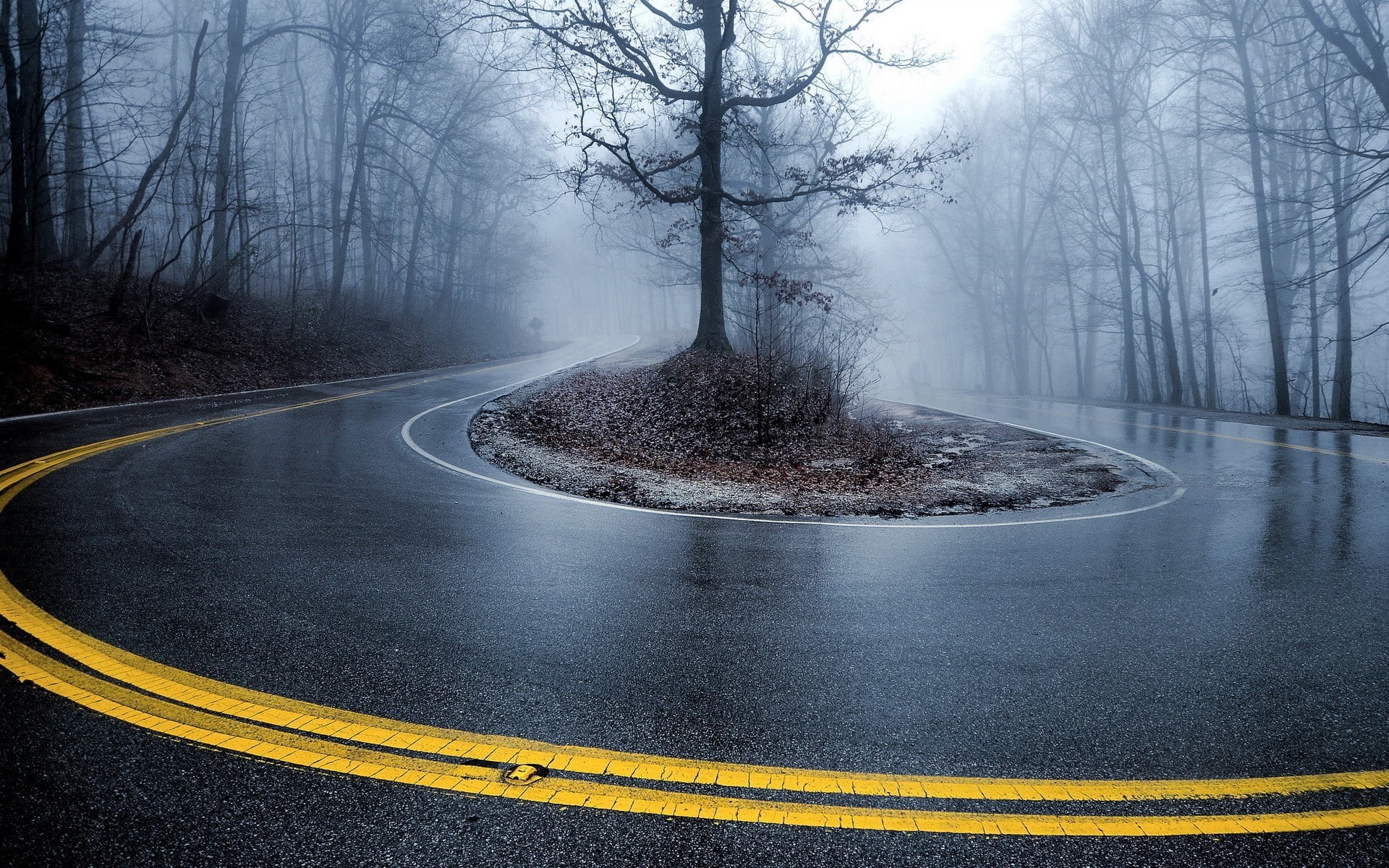 trees, 1080P, Turn, contrast, mist, road, wet, 16:10, hairpin turns, HD Wallpaper