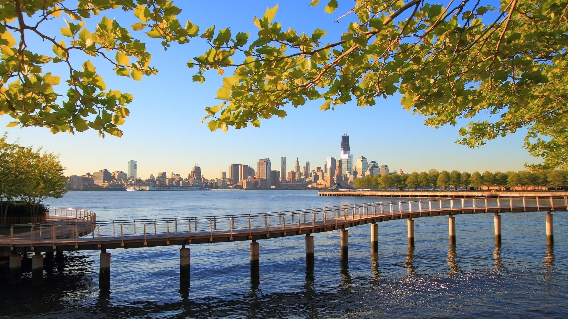 day, waterfront, nature, tall - high, no people, growth, financial district, outdoors, 1080P, tower, urban skyline, tree, branches, skyscraper, water, HD Wallpaper