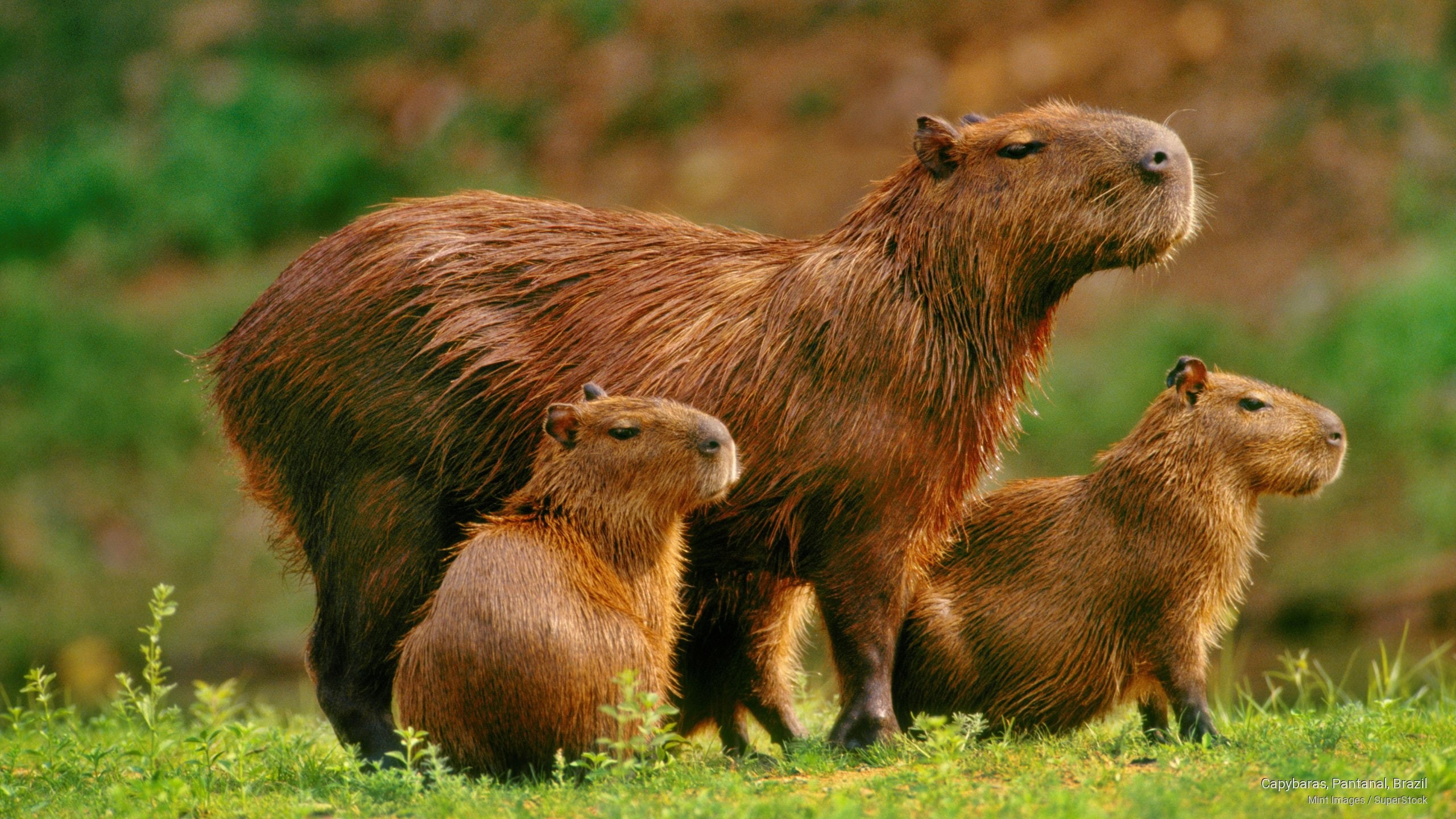 capybaras, brazil, 2K, pantanal, Animals, HD Wallpaper