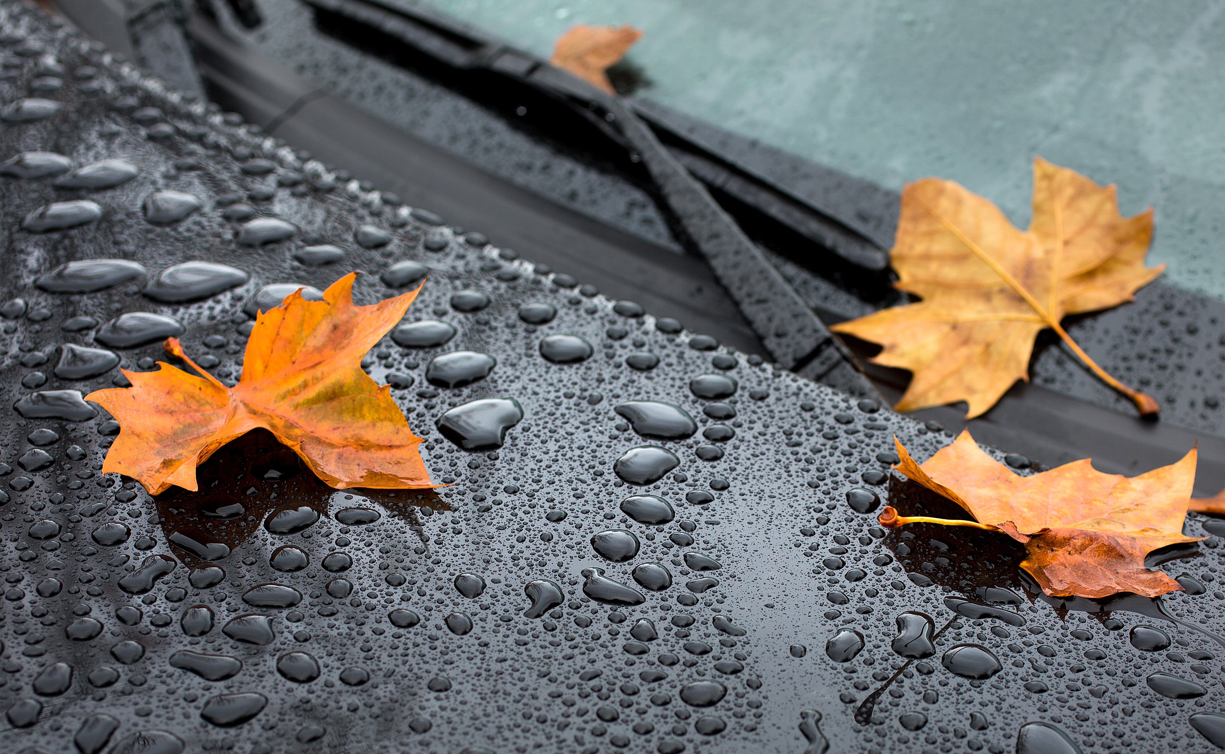 drops, orange Color, maple leaves, season, 4K, yellow, vehicle, rain, eternity, three, water, Fiat 124, Autumn, leaf, windshield, orange, nature, car, HD Wallpaper