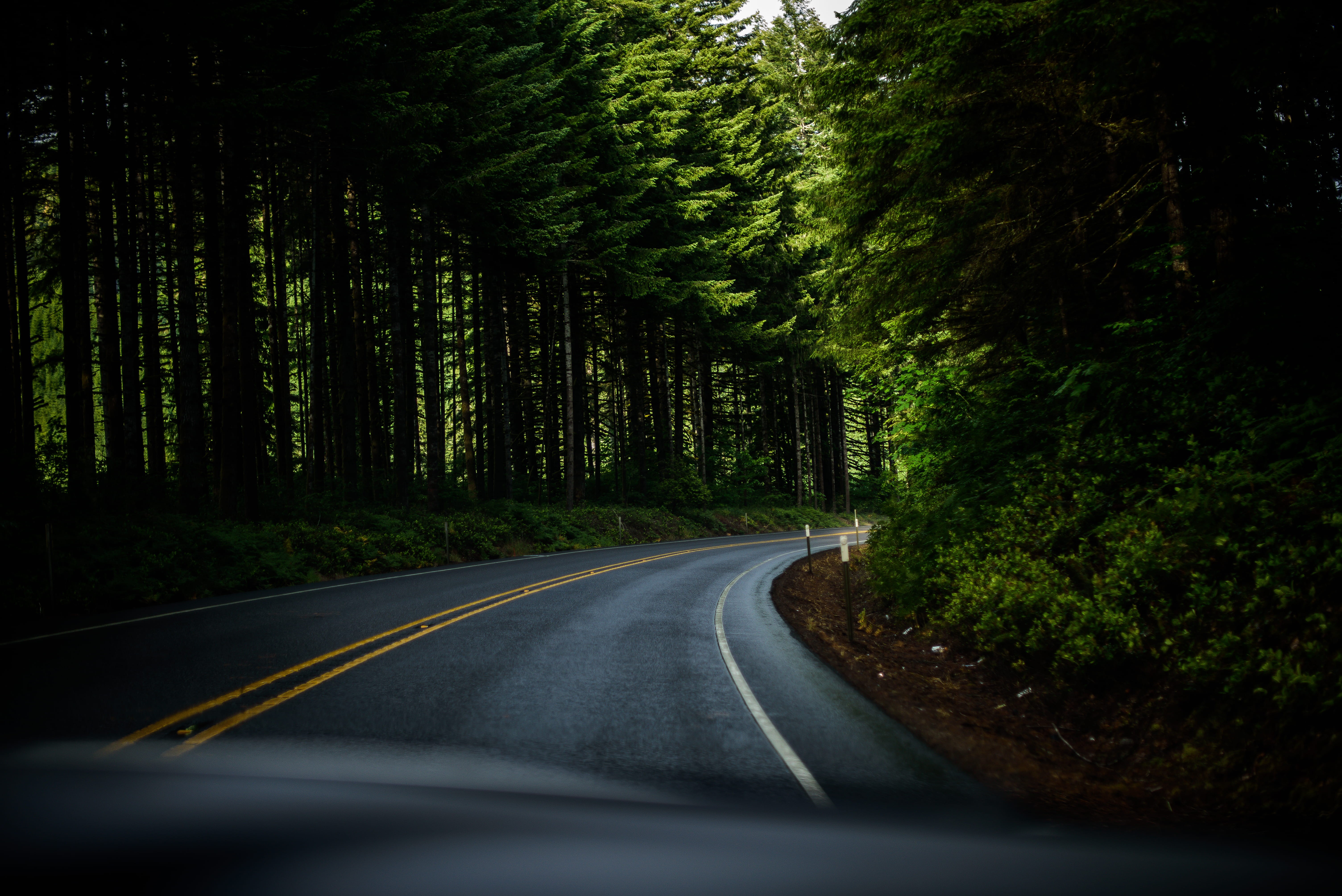 highway, vehicle interior, woodland, dividing line, direction, trees, car, road marking, asphalt, curve, road, surrounded, nature, 5K, pine, field, street, HD Wallpaper