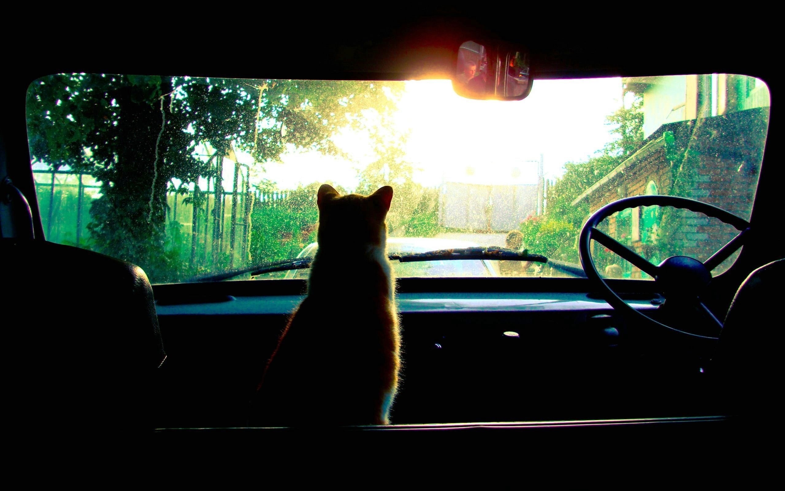 vertebrate, 2K, sunset, animal themes, pets, sun, land Vehicle, people, car interior, vehicle interior, windshield, one animal, dark, looking Through Window, HD Wallpaper