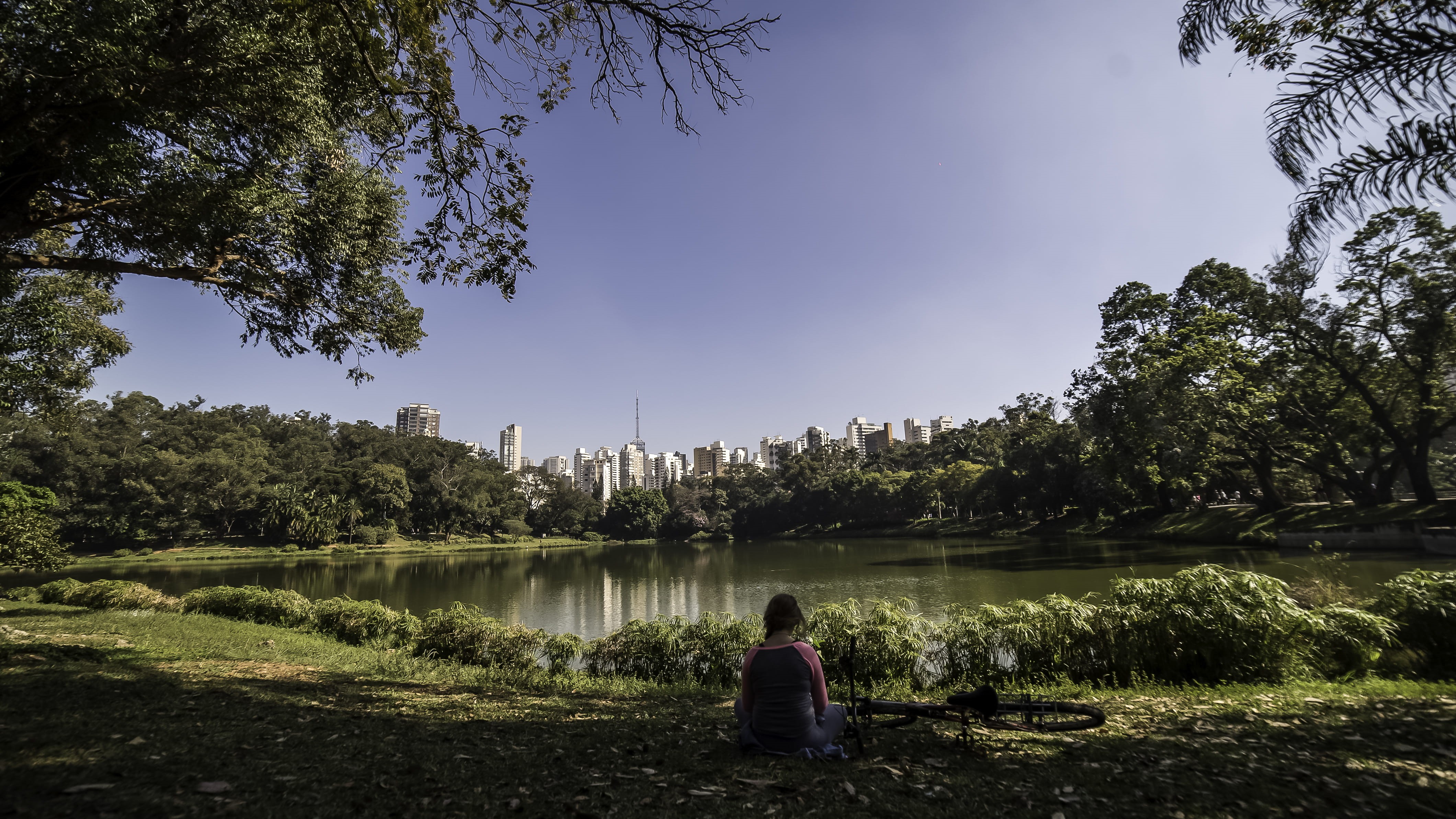 day, one person, trees, brazil, brasil, sao paulo, tree, parque da aclimação, lifestyles, plant, leisure activity, lake, outdoors, city, rear view, real people, HD Wallpaper