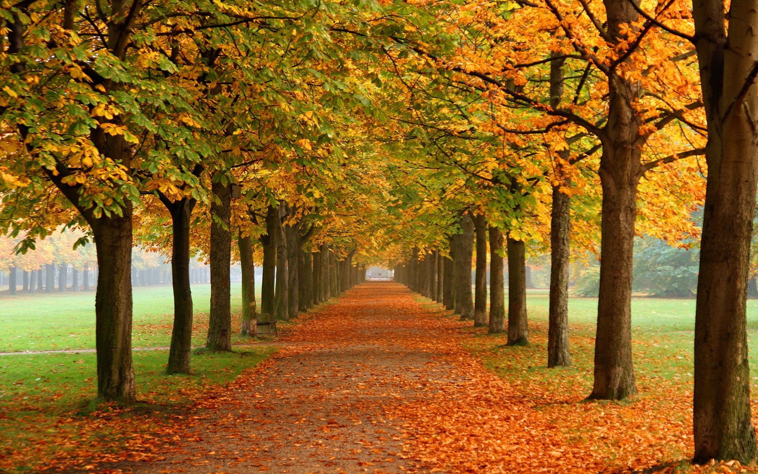 colors, 2K, nature, leaves, autumn, fall, d, HD Wallpaper