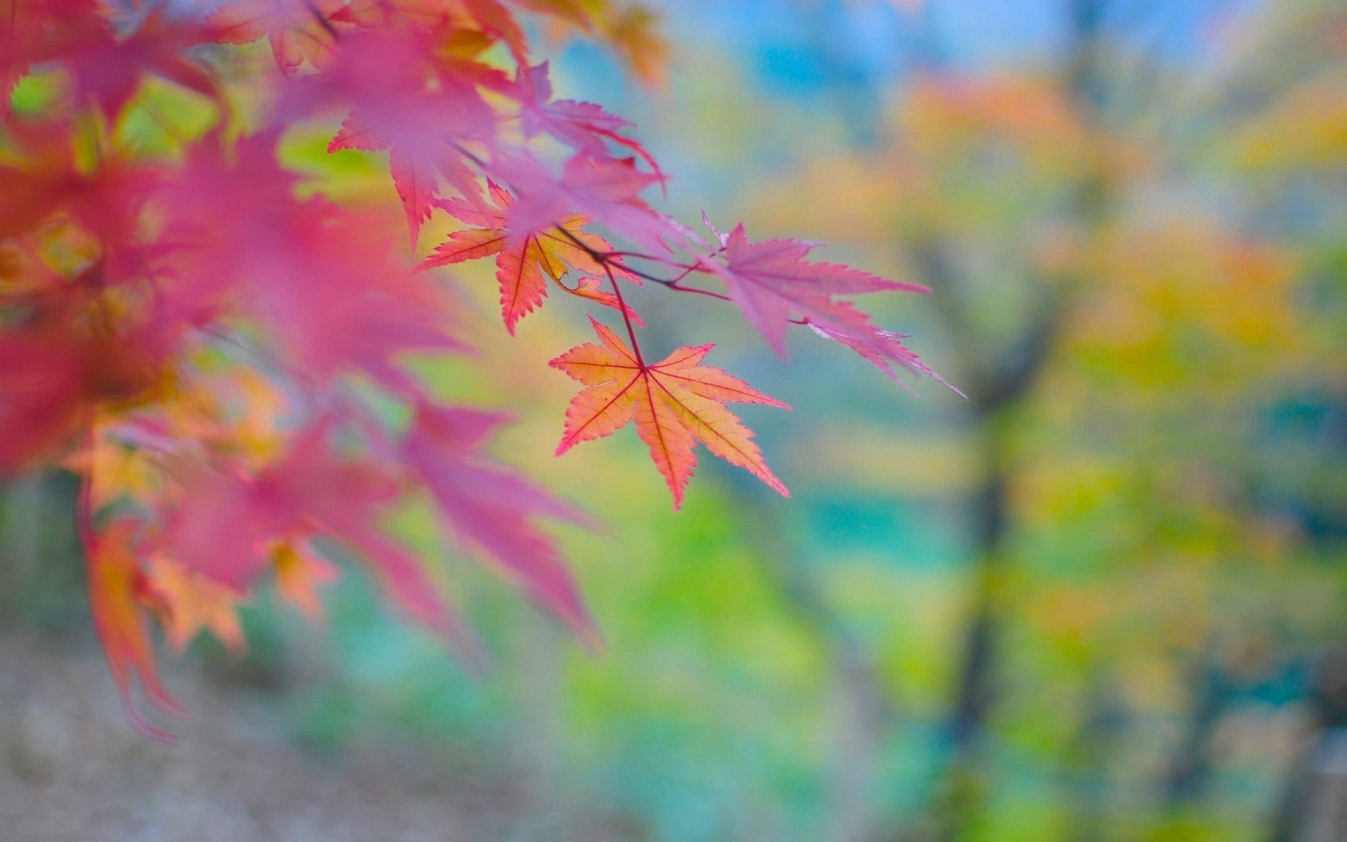 maple, autumn, tree, growth, day, maple tree, no people, outdoors, 1080P, plant, change, orange color, branch, focus on foreground, beauty in nature, nature, HD Wallpaper