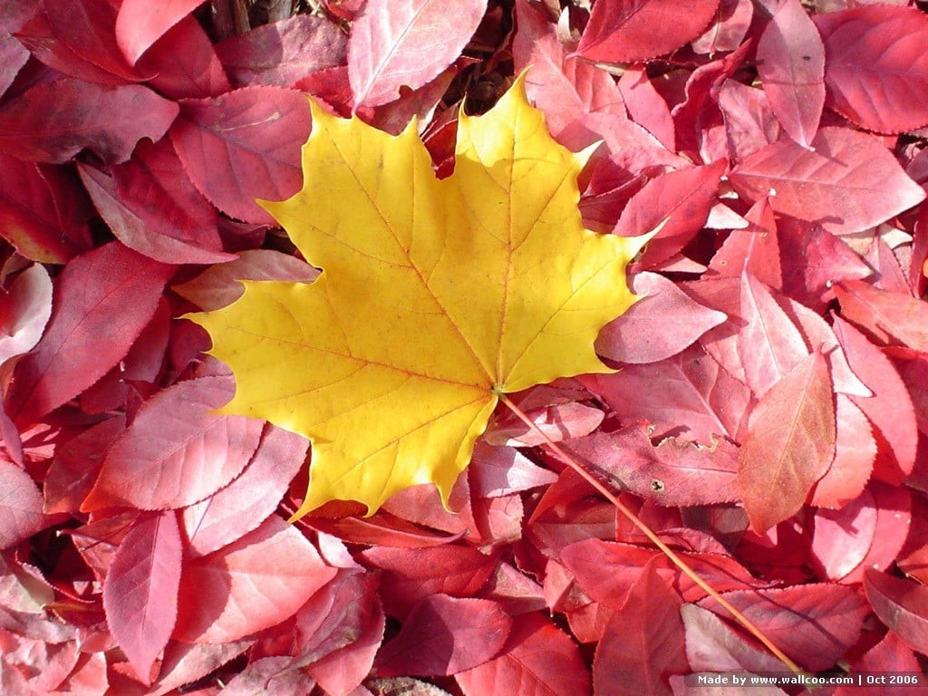 plant, autumn, leaf, day, outdoors, leaves, red, full frame, natural condition, 480P, yellow, no people, vulnerability, red leaves, dry, maple, natural pattern, HD Wallpaper