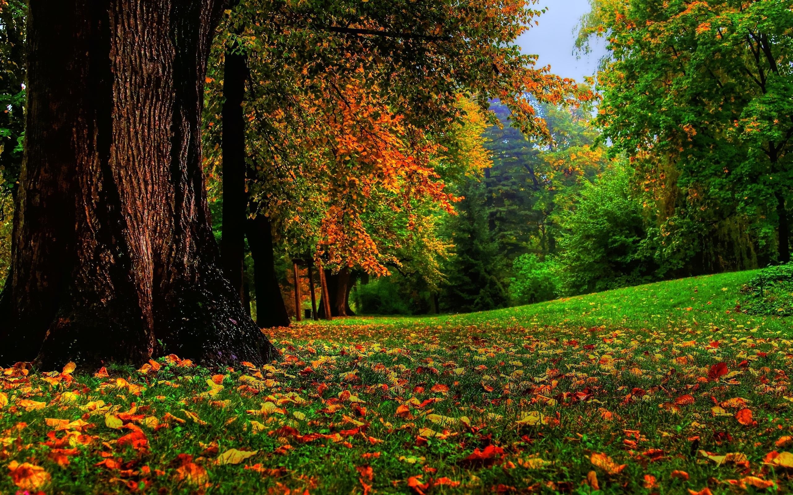 trees, flowering plant, trunk, scenics - nature, tree, orange color, plant part, no people, tranquil scene, land, tree trunk, tranquility, maple, leaf, HD Wallpaper
