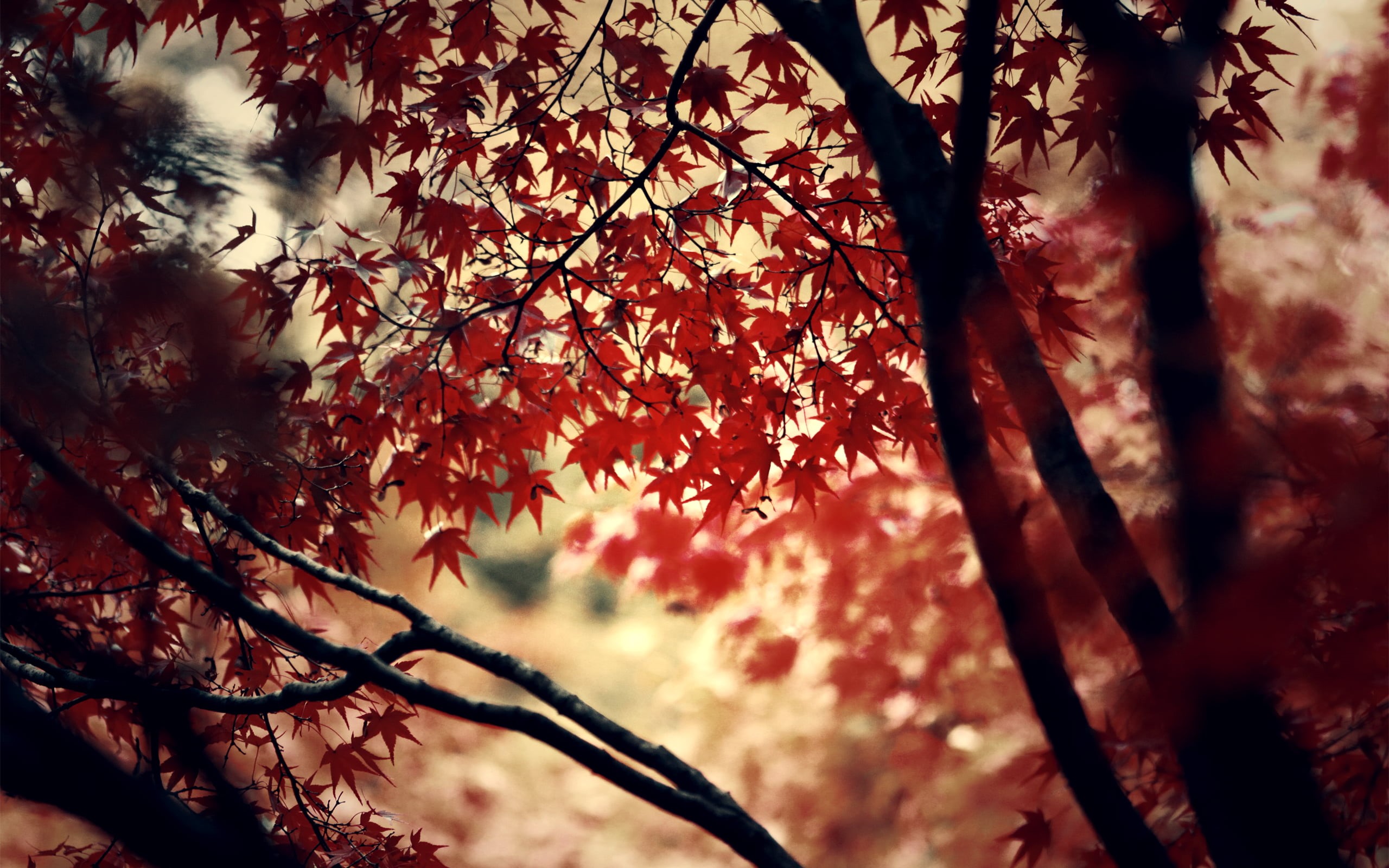 natural condition, yellow, tranquility, sunlight, maple Tree, maple leaf, selective focus, fall, sky, forest, vulnerability, season, multi Colored, day, HD Wallpaper