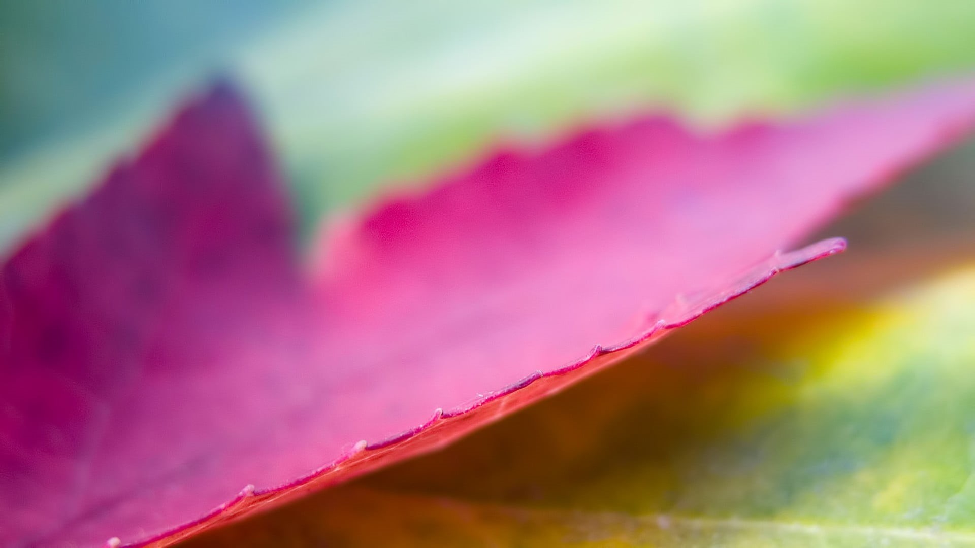 creativity, plant, maple leaves, flower, leaf, selective focus, 1080P, no people, nature, freshness, red, flowering plant, multi colored, plant part, beauty in nature, HD Wallpaper