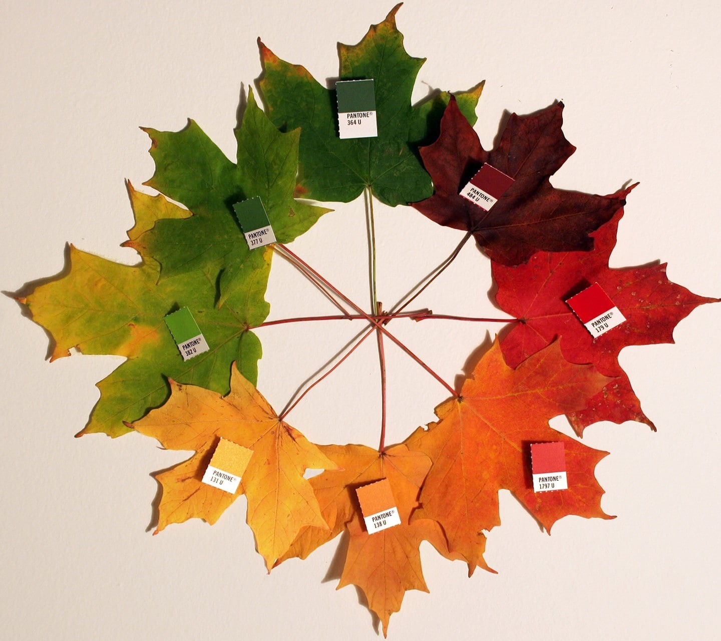 pattern, indoors, studio shot, paper, wall - building feature, maple leaves, maple leaf, nature, art and craft, architecture, red, craft, design, no people, HD Wallpaper