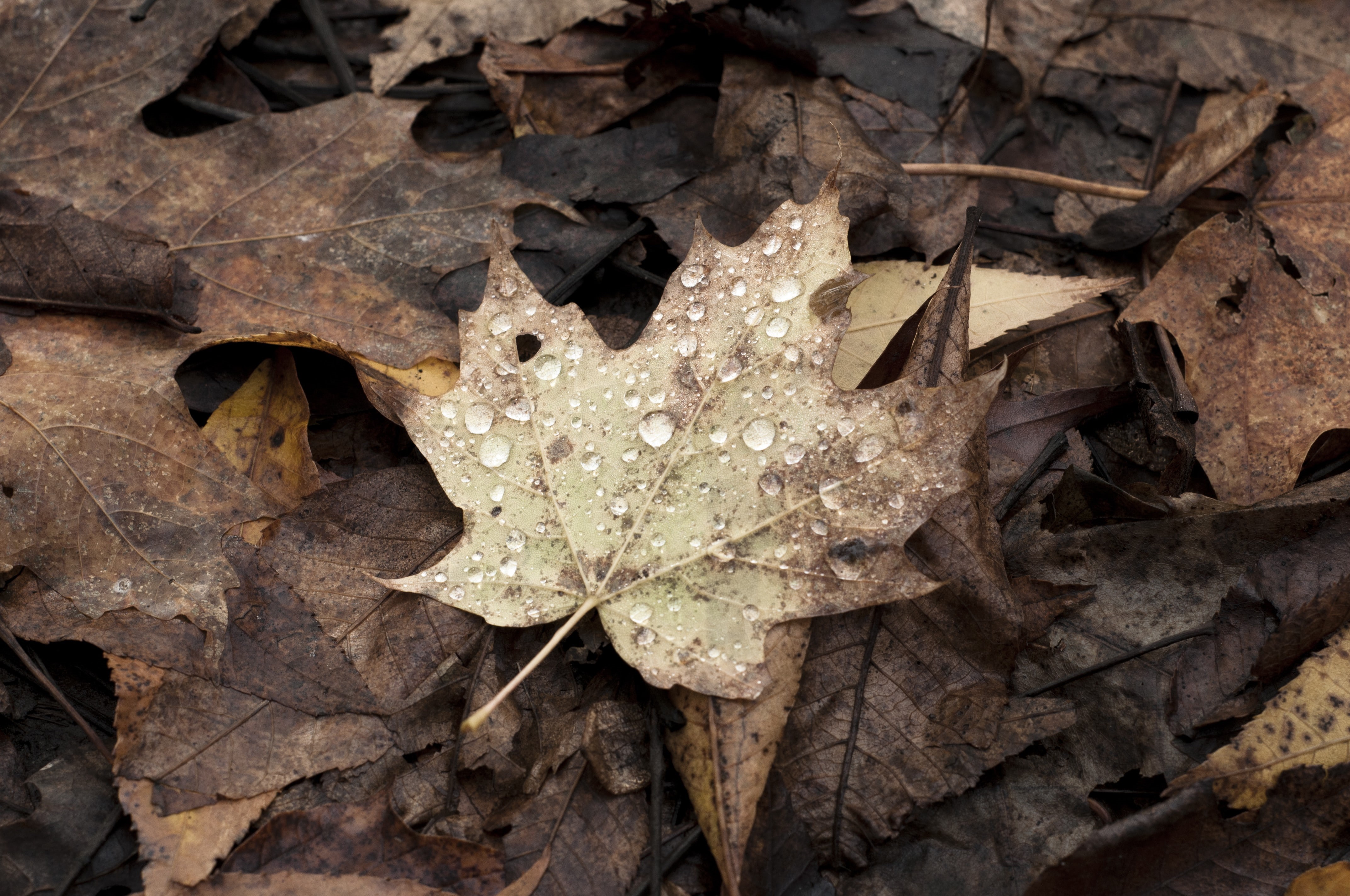 day, plant part, autumn, leaves, maple leaves, leaf vein, high angle view, outdoors, no people, Canada, 4K, close-up, leaf, dried, field, vulnerability, HD Wallpaper