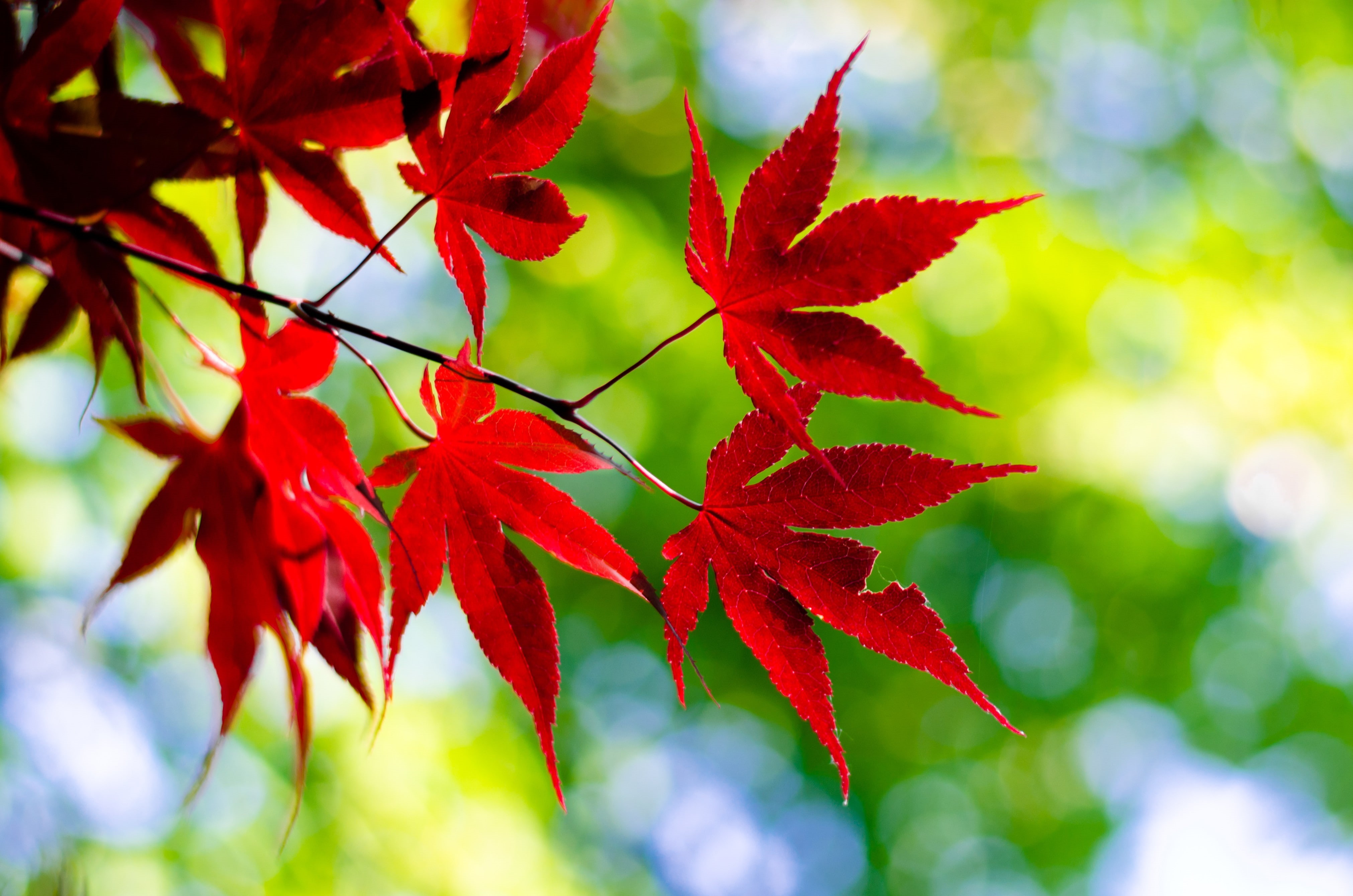 4K, maple leaves, HD Wallpaper