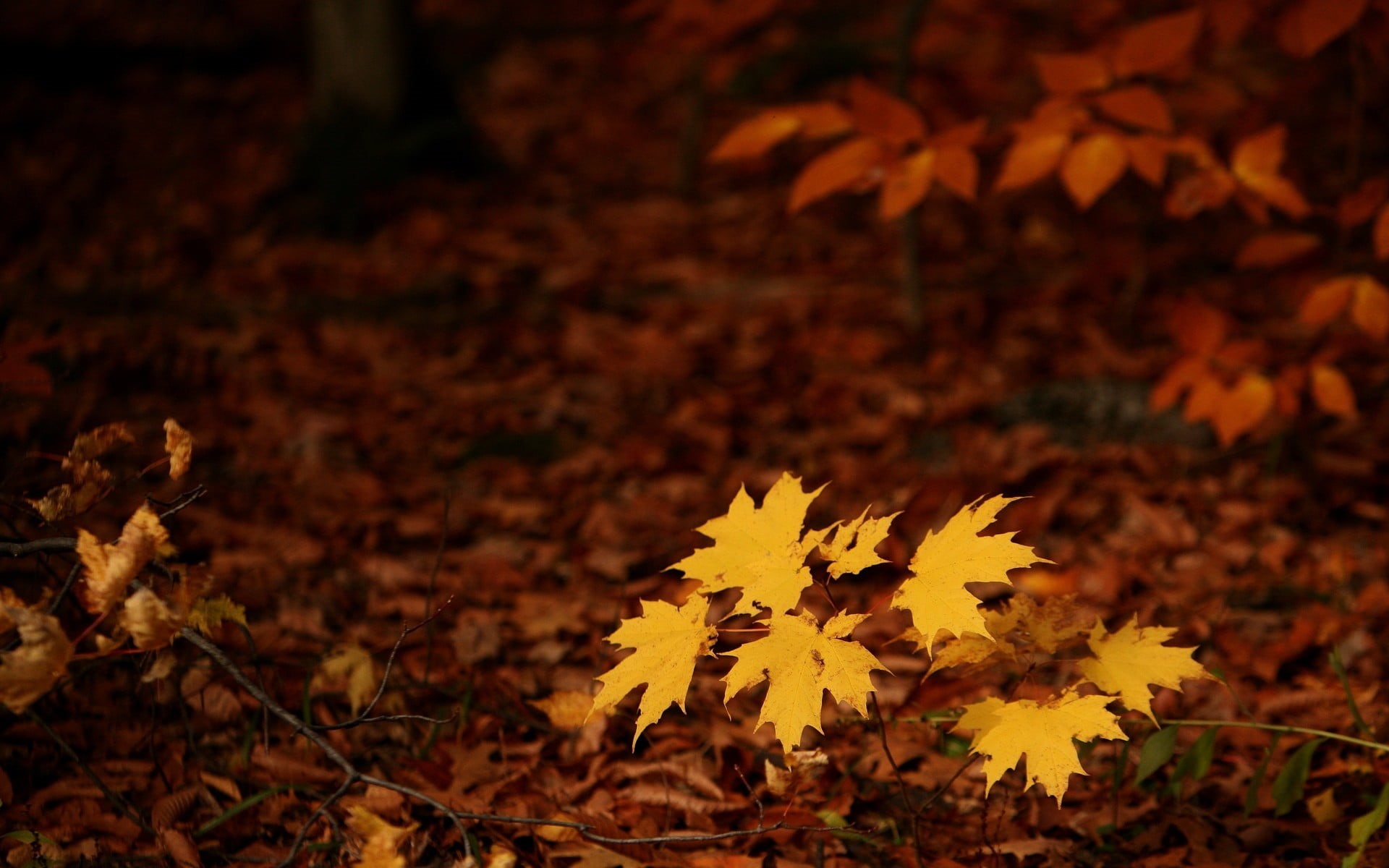 gold Colored, plant, october, park - Man Made Space, scenics, november, backgrounds, season, autumn collection, maple, leaf, forest, outdoors, fall, falling, HD Wallpaper