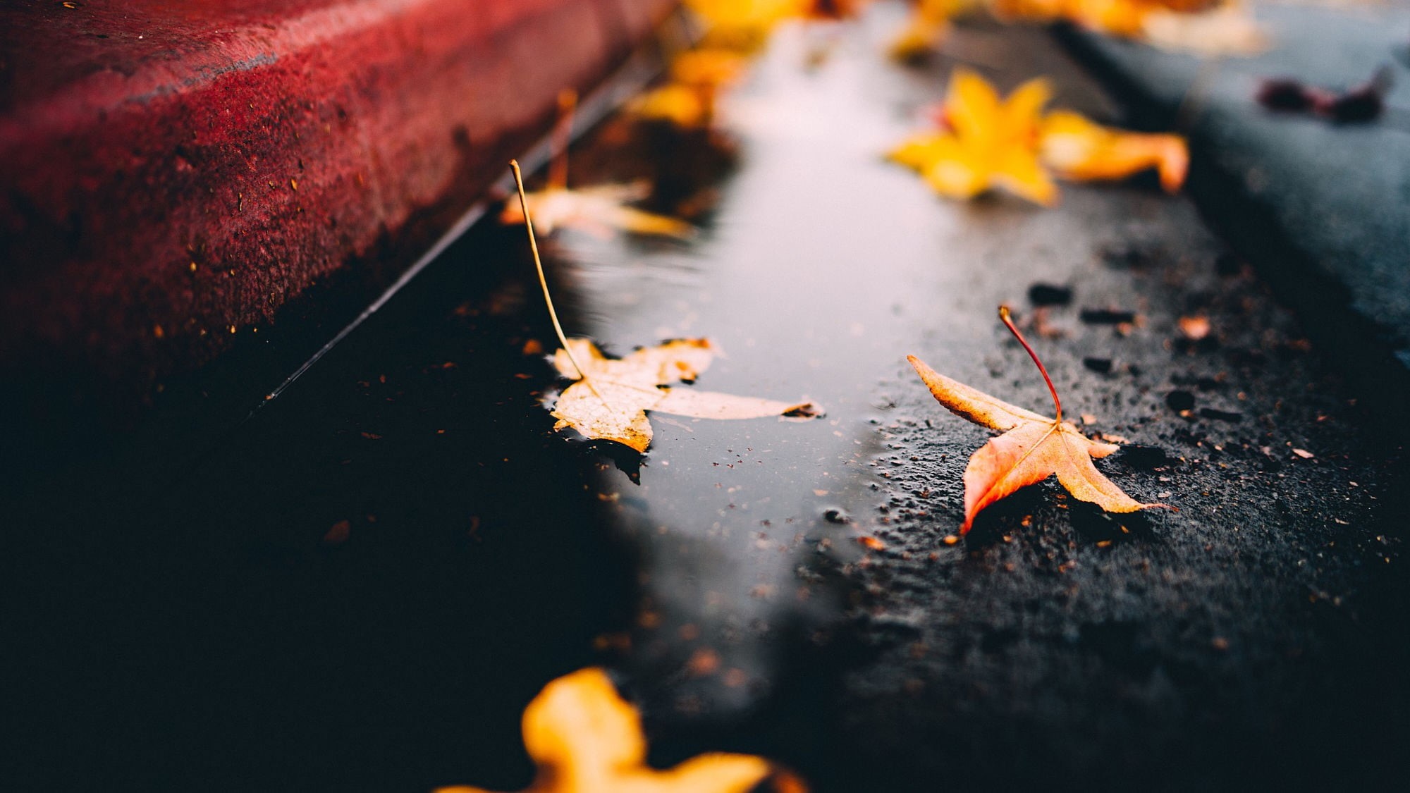 dry, street, fall, leaves, day, beauty in nature, on the floor, 1080P, selective focus, leaf, wet, water, orange color, nature, change, wood - material, HD Wallpaper