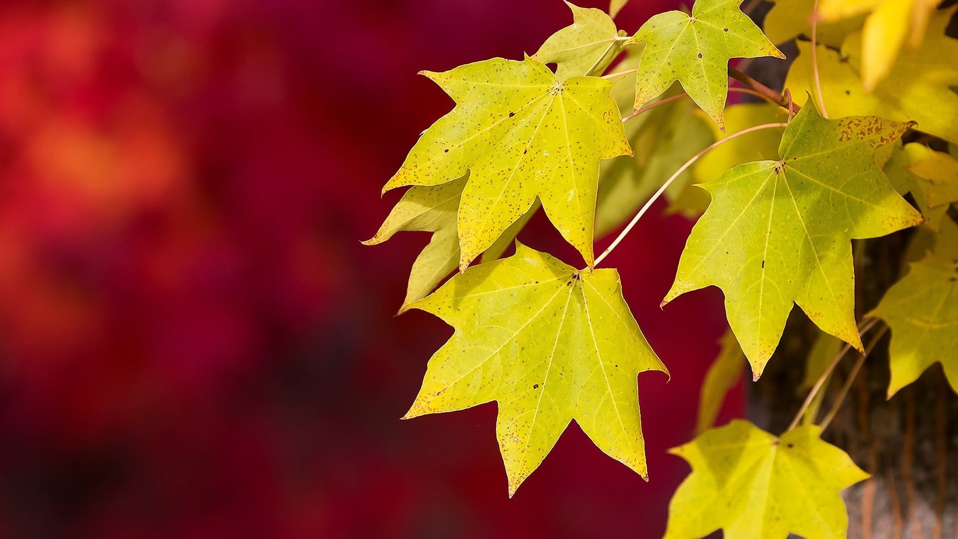 outdoors, red, growth, natural condition, star shape, leaf, shape, 1080P, change, autumn, leaves, maple leaf, plant part, yellow, focus on foreground, HD Wallpaper