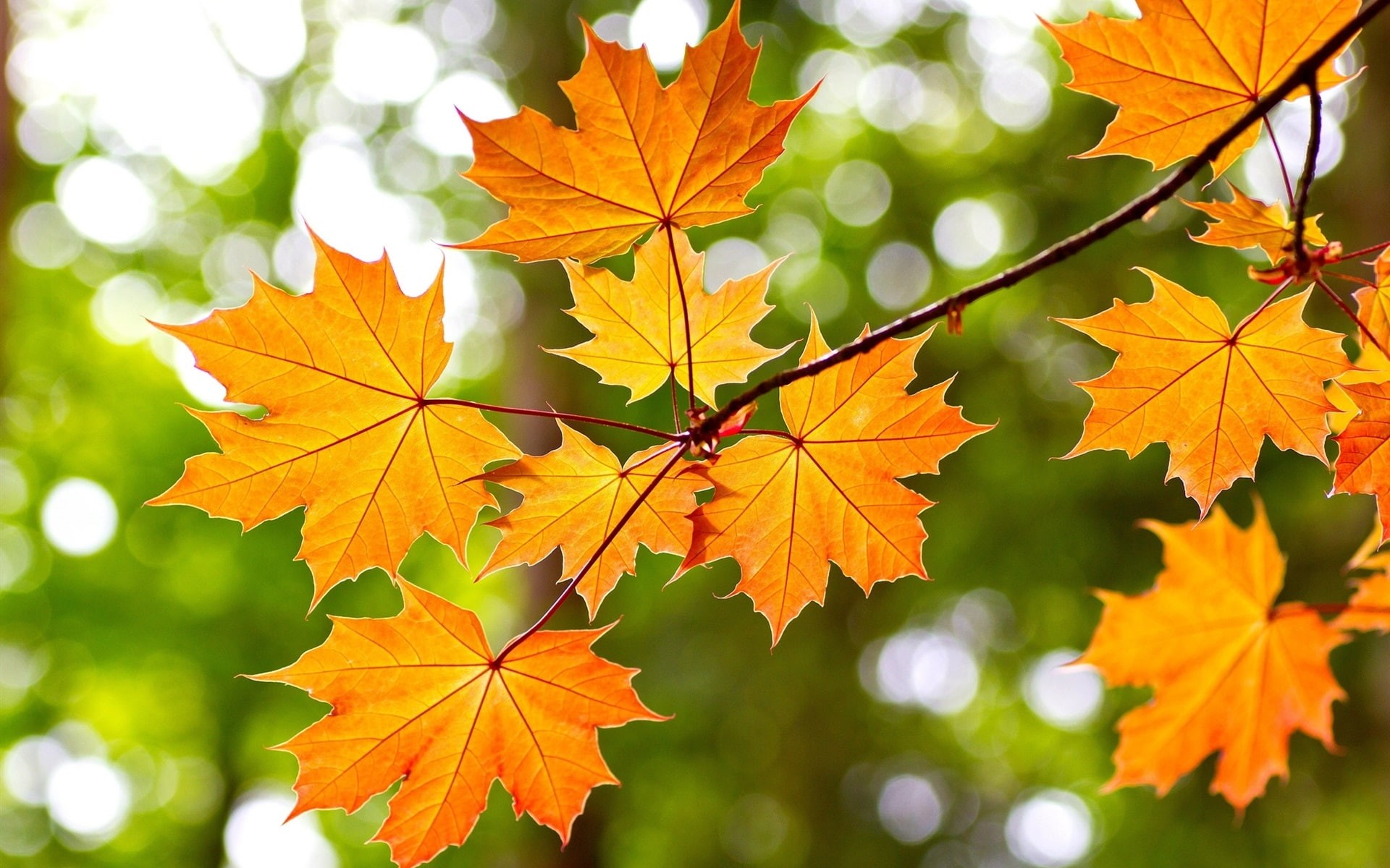 Autumn, Maple, Leaves, Bokeh, 1080P, Yellow, HD Wallpaper